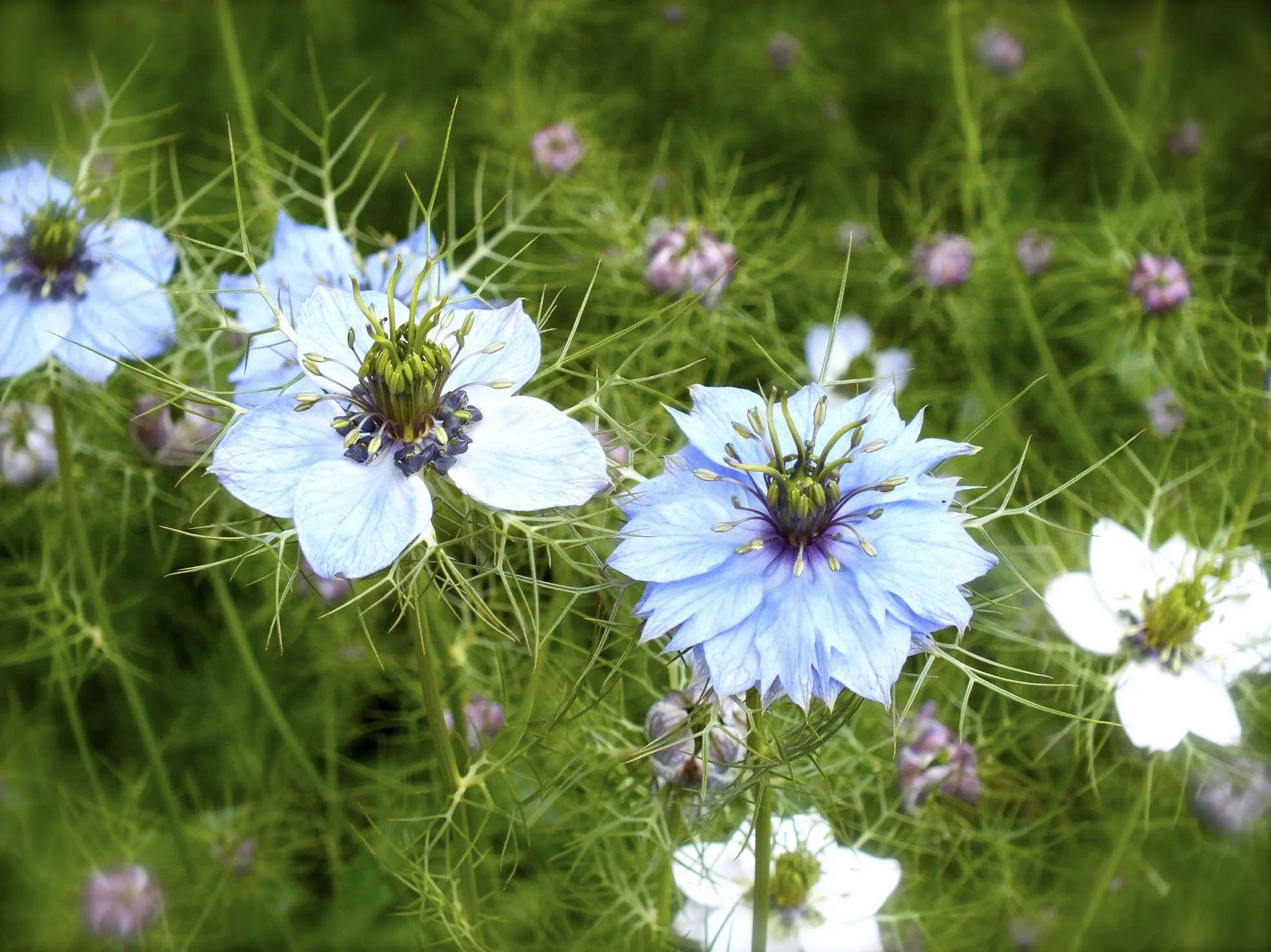 Nigella.jpg