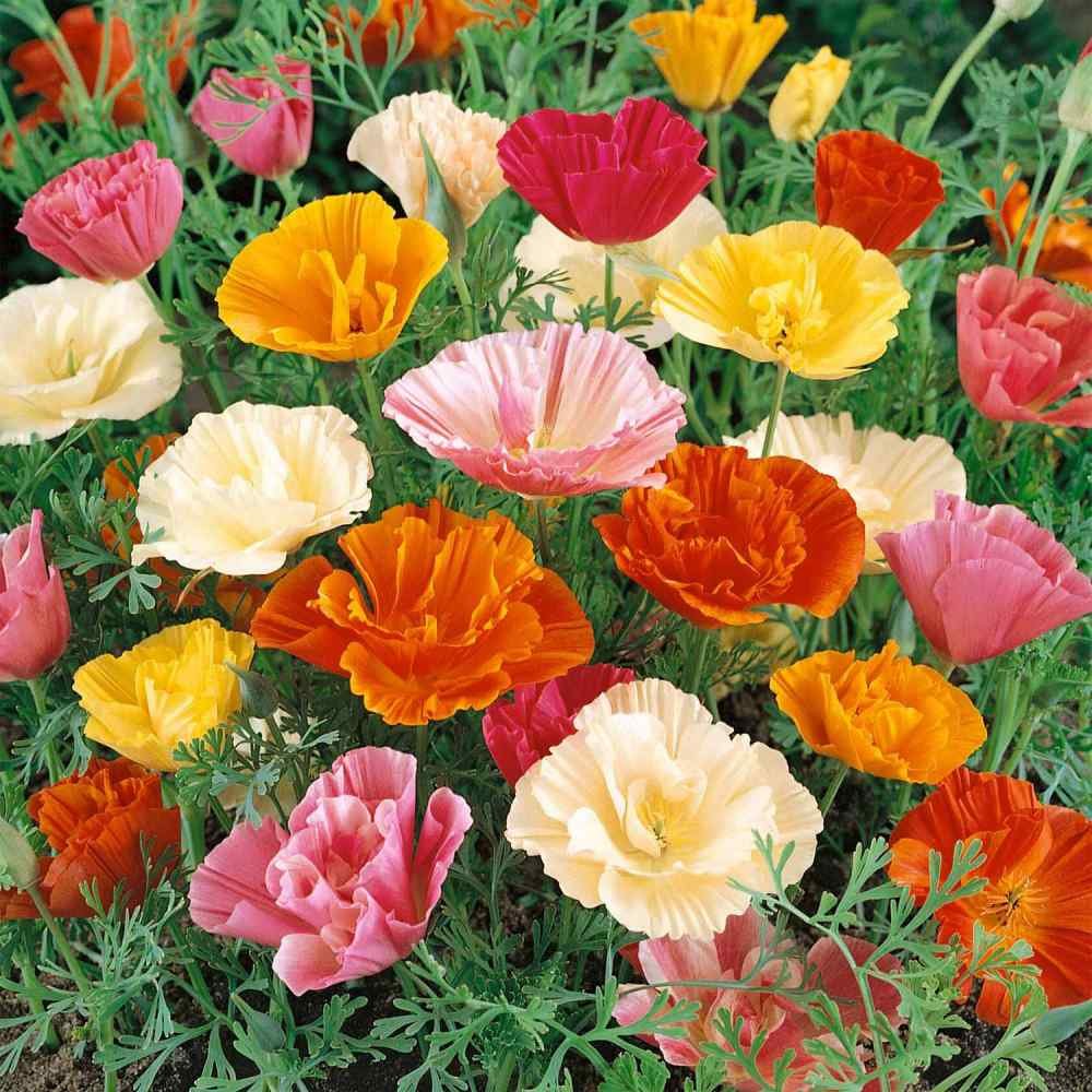  Mission Bells California Poppy Seeds 