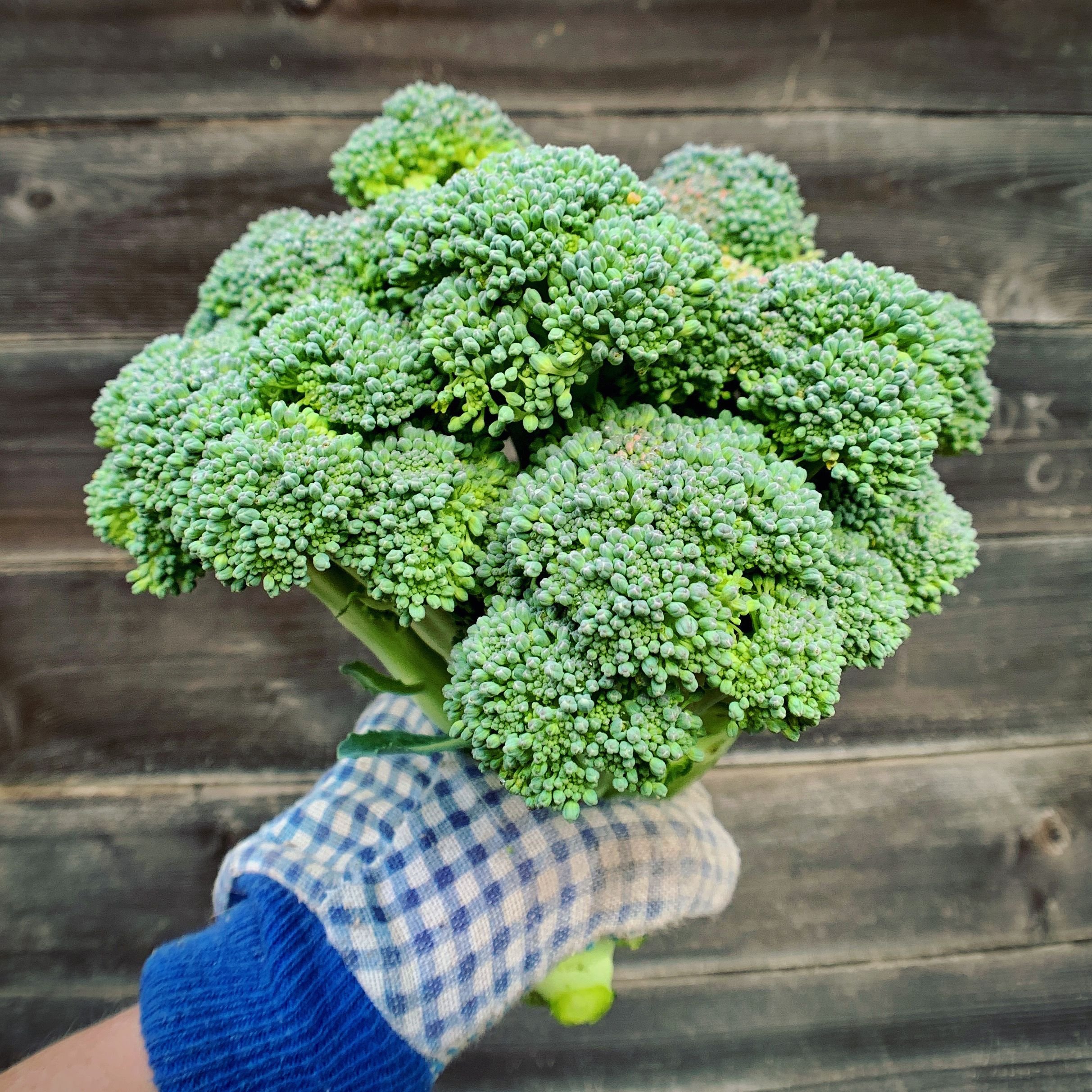 Joy Max Jardin Broccoli Belstar.jpeg