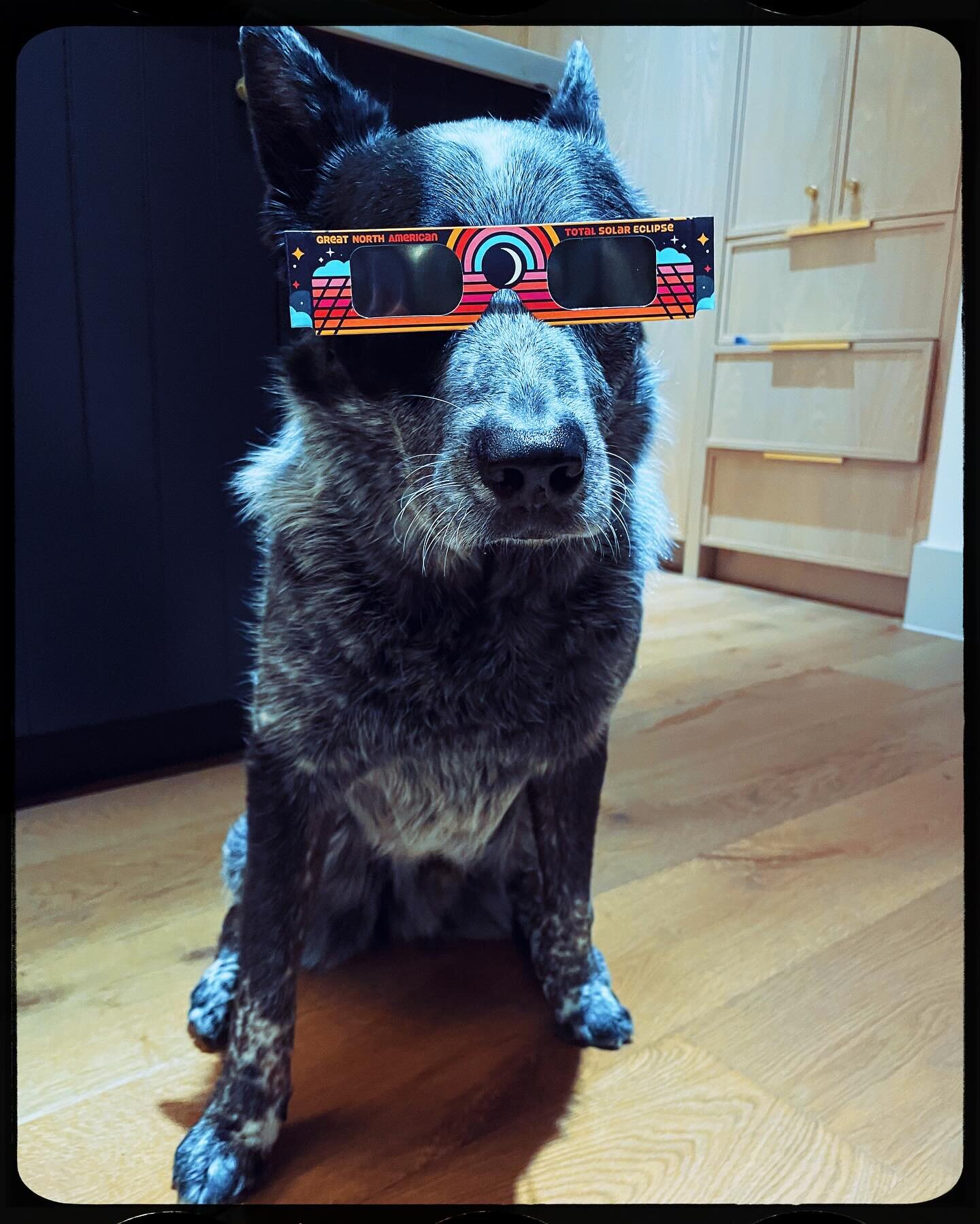 Influencer campaign begins! 😎 Sweetest boy Benji wouldn&rsquo;t get involved if he wasn&rsquo;t really excited about both the eclipse and eye safety. Shown here modeling them so handsomely (and some BTS shots with his helpful wardrobe assistant, @ad