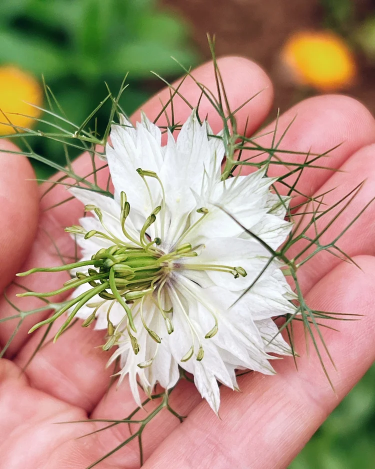 Nigella Love-In-A-Mist  Joy Max Jardn