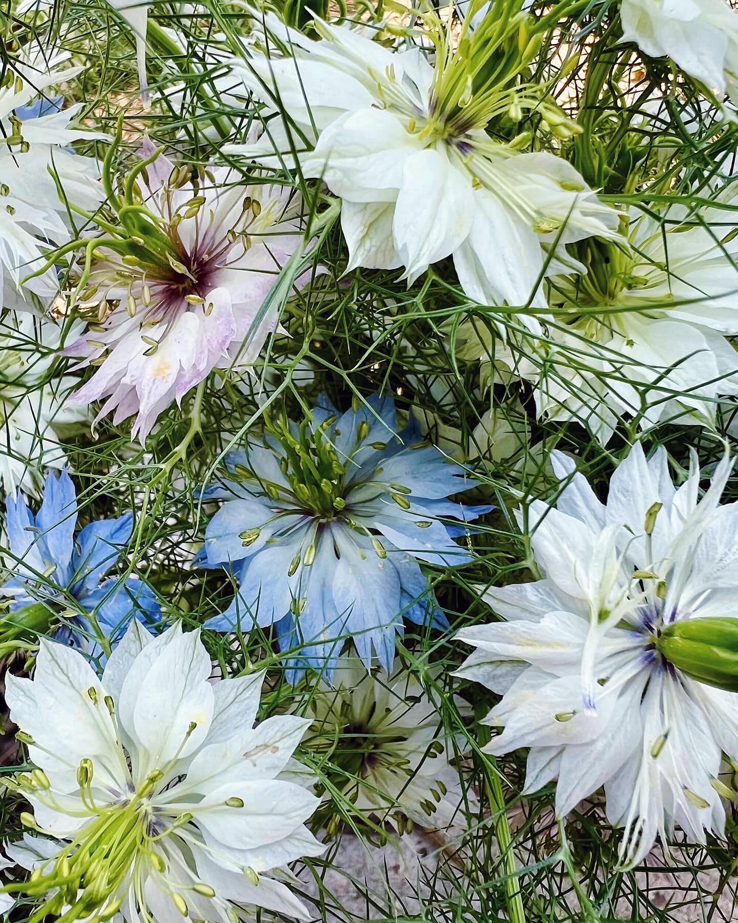 Happy Earth Day, darlings! This morning, I cut a fresh bouquet of nigella, also known as Love-in-a-Mist, and I was overcome with gratitude for this natural world and the daily practice of being an active witness to and participant in its wonder. Grow