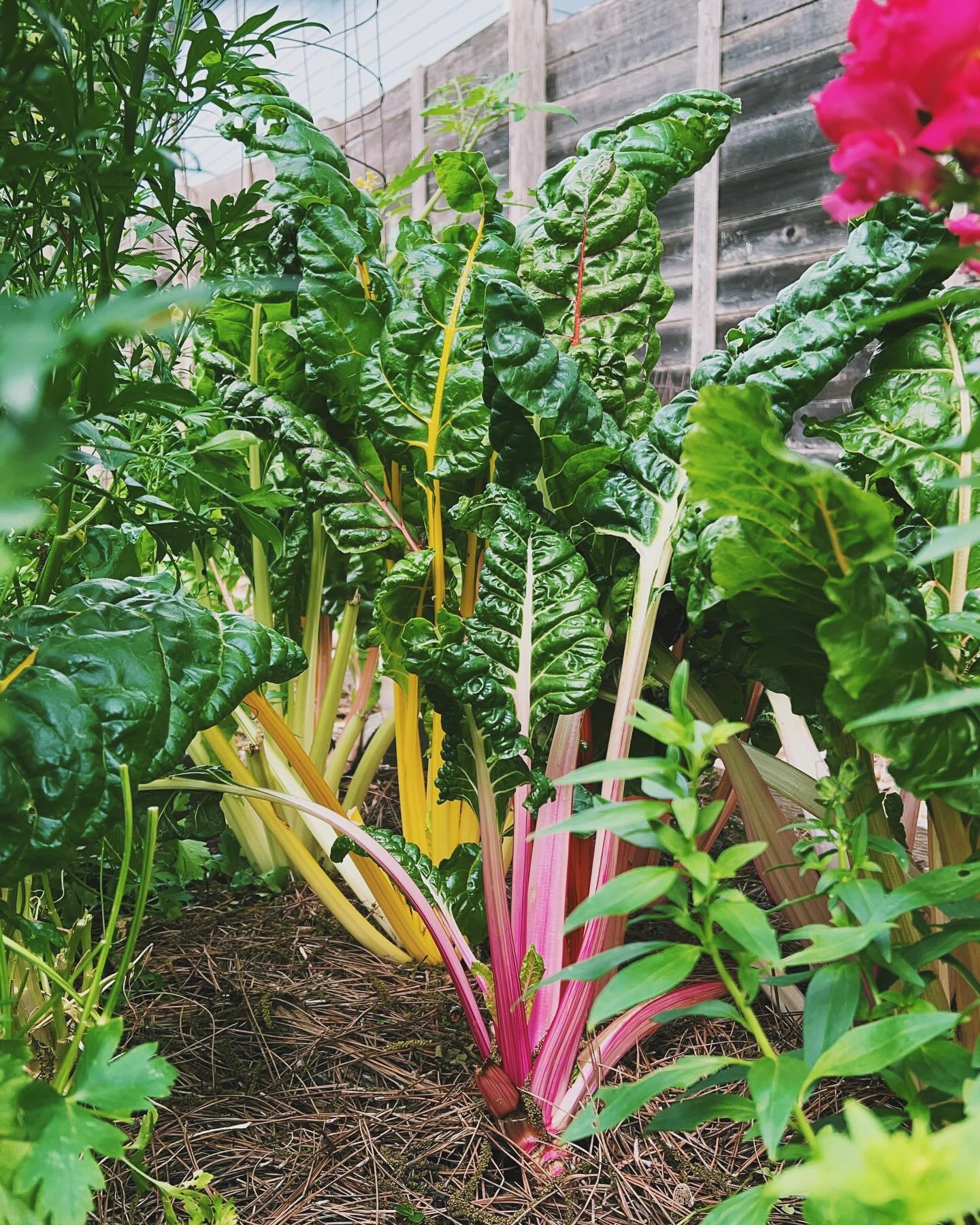 Is there anything more beautiful than Swiss Chard?