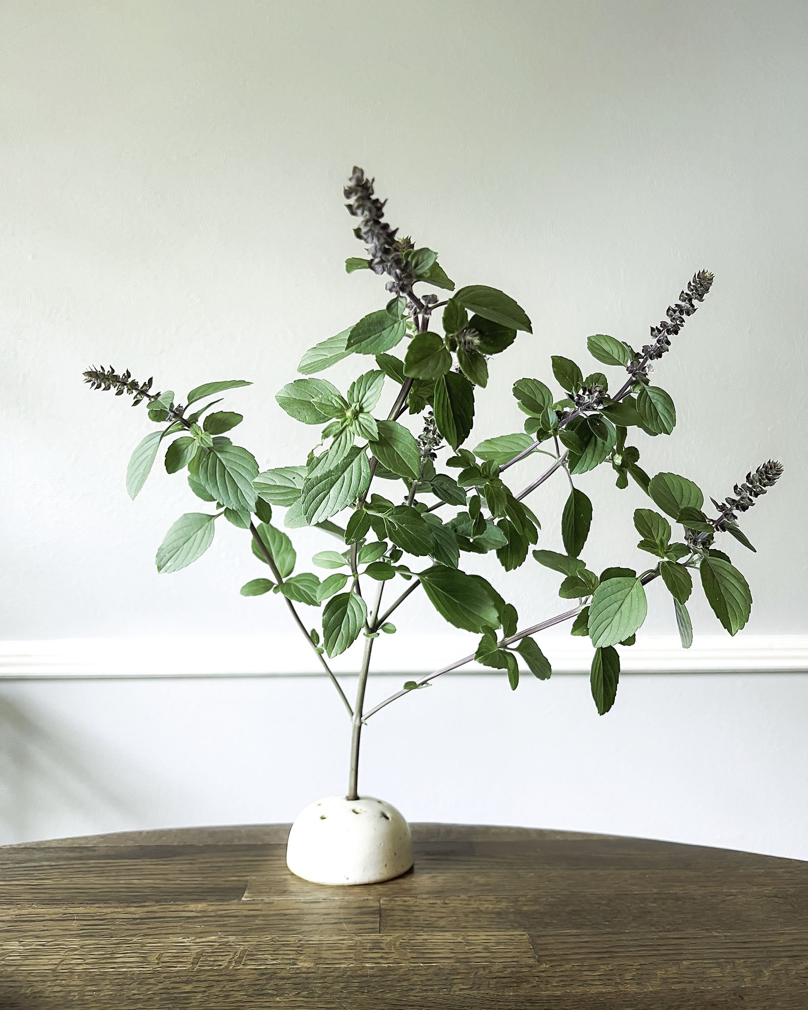 ikebana-frog-side-view-basil.jpg