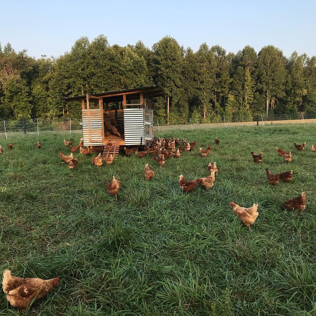 Pastured free-range chicken raised by our son David & family