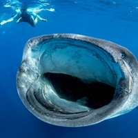 whale shark.png
