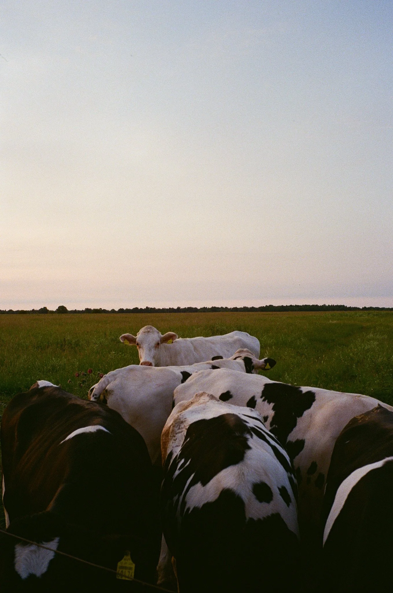 2605_Niederrhein_Analog_ŁK-000094960024.jpg