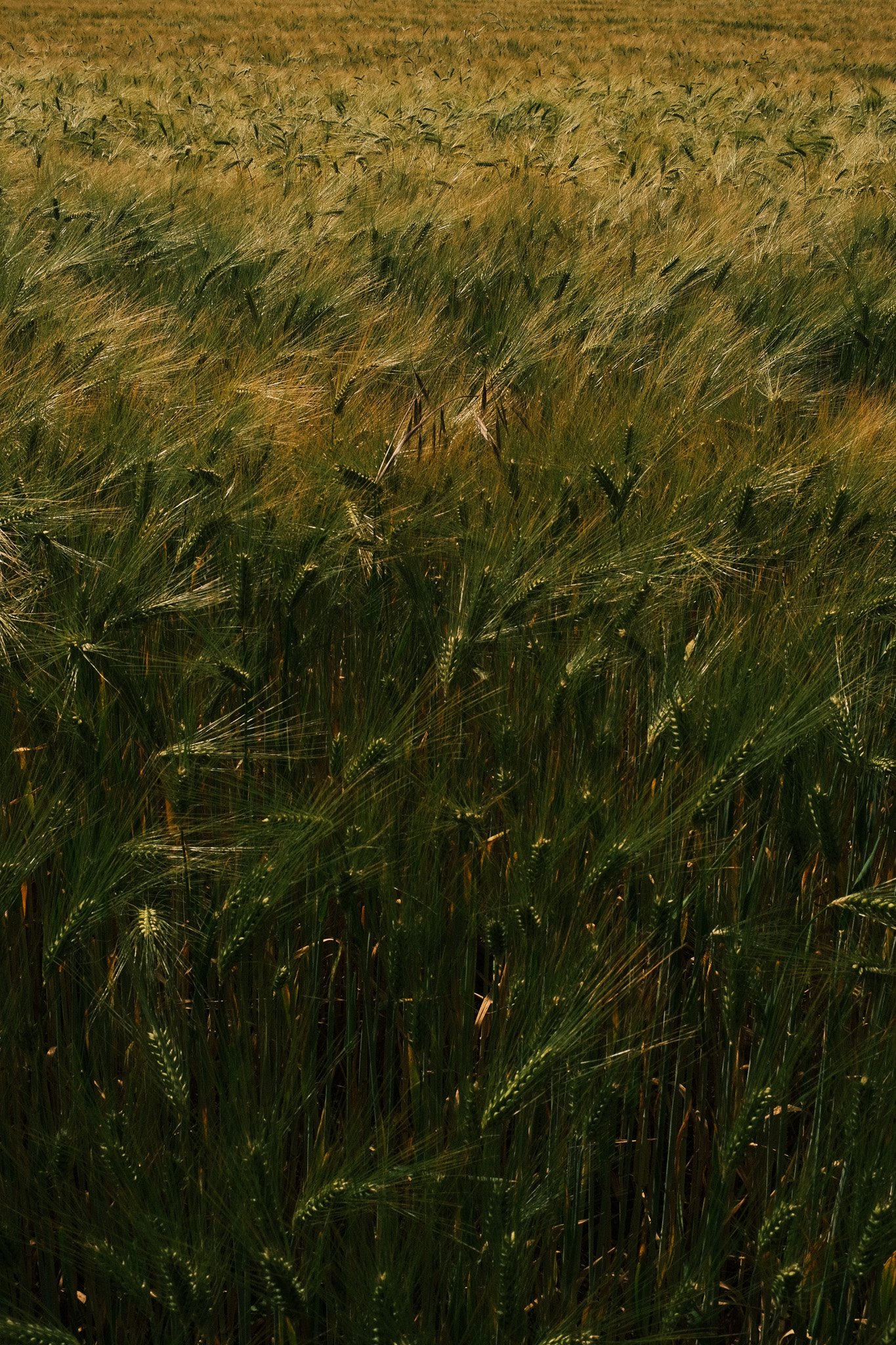 2605_Niederrhein_Digital_ŁK-2707.jpg