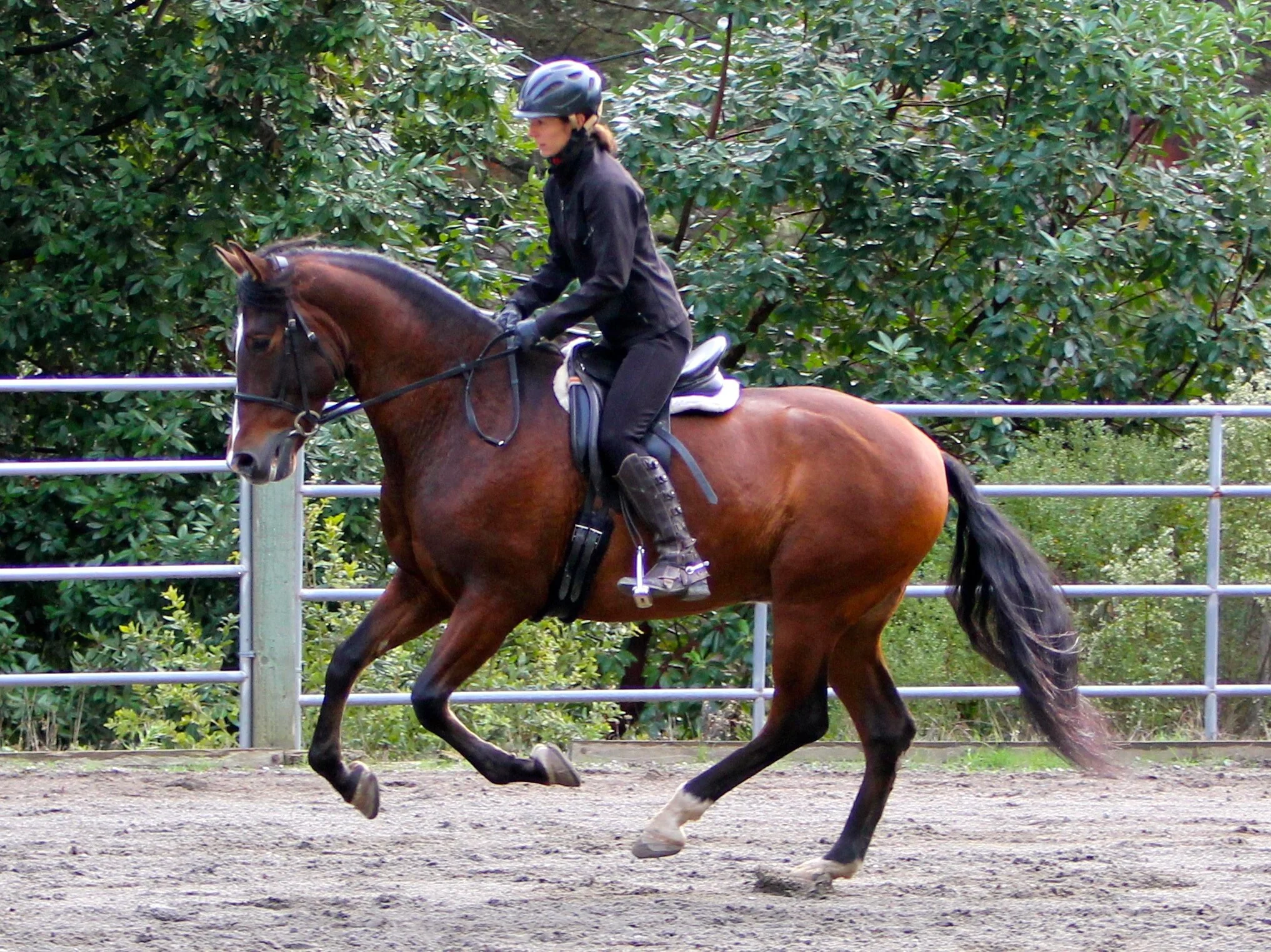 Improve your horse's back — Jec Ballou Equine Fitness & Performance