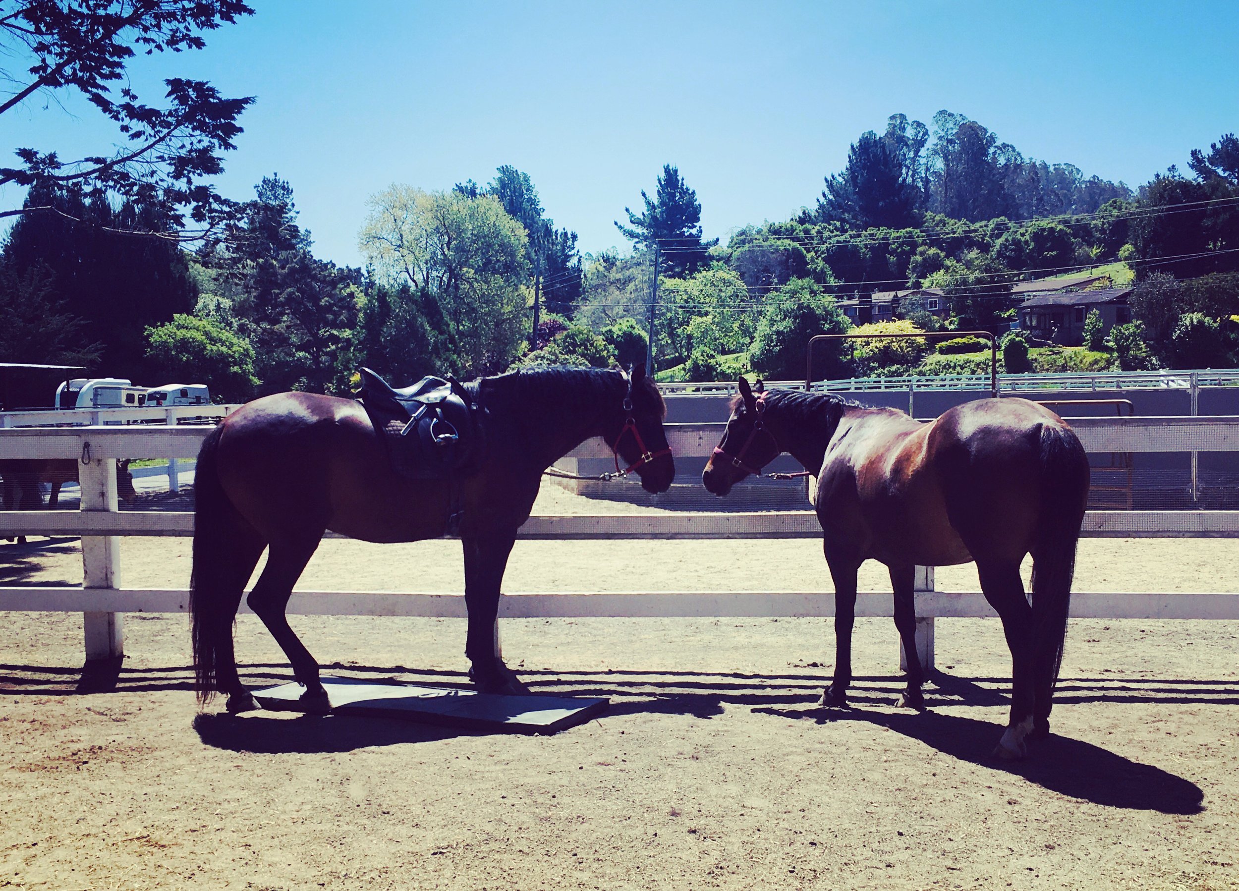 Limit the Load how much can horses carry? — Jec Ballou Equine Fitness