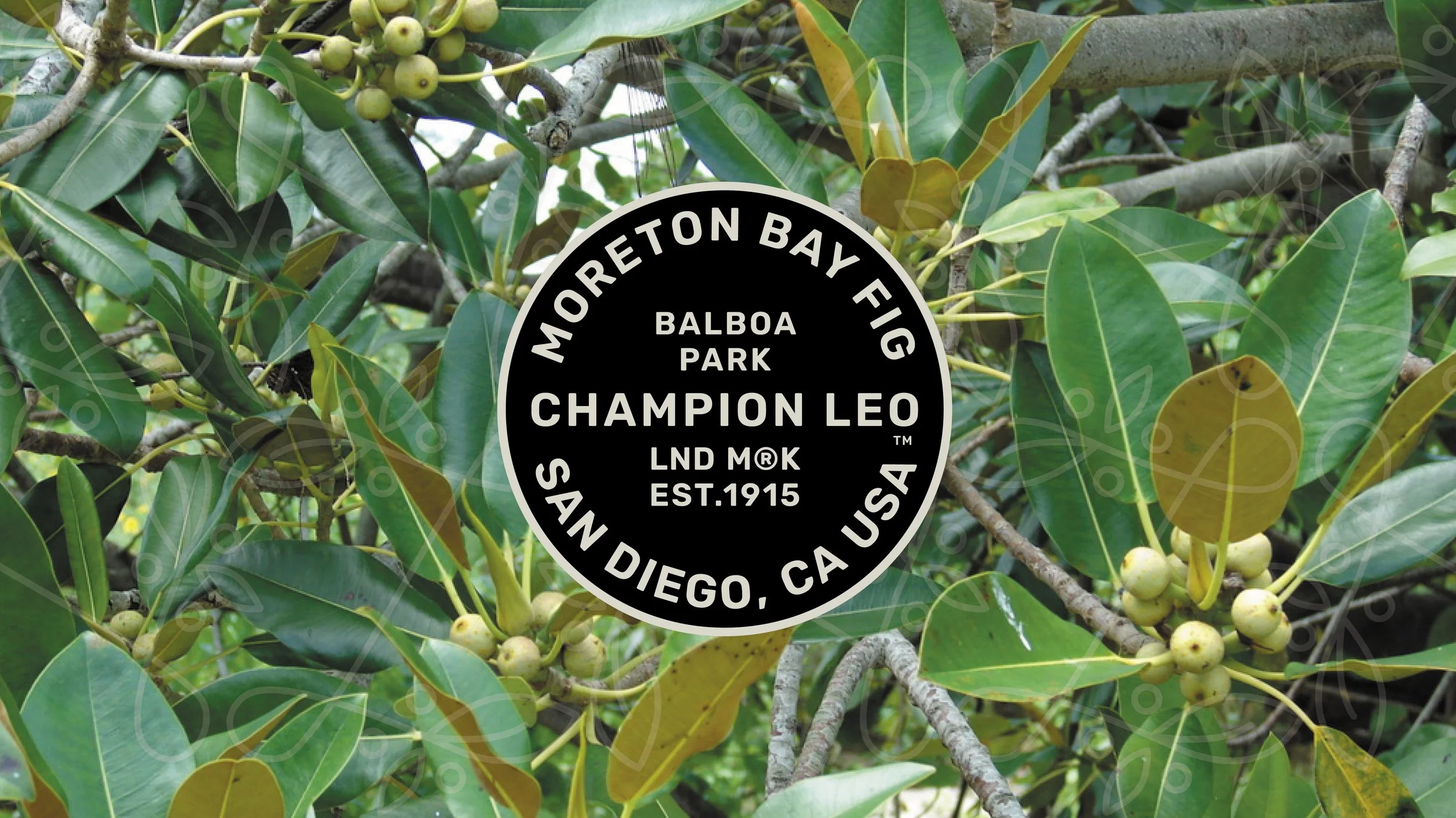 MORETON BAY FIG Balboa Park Amdahl Design 233.jpg