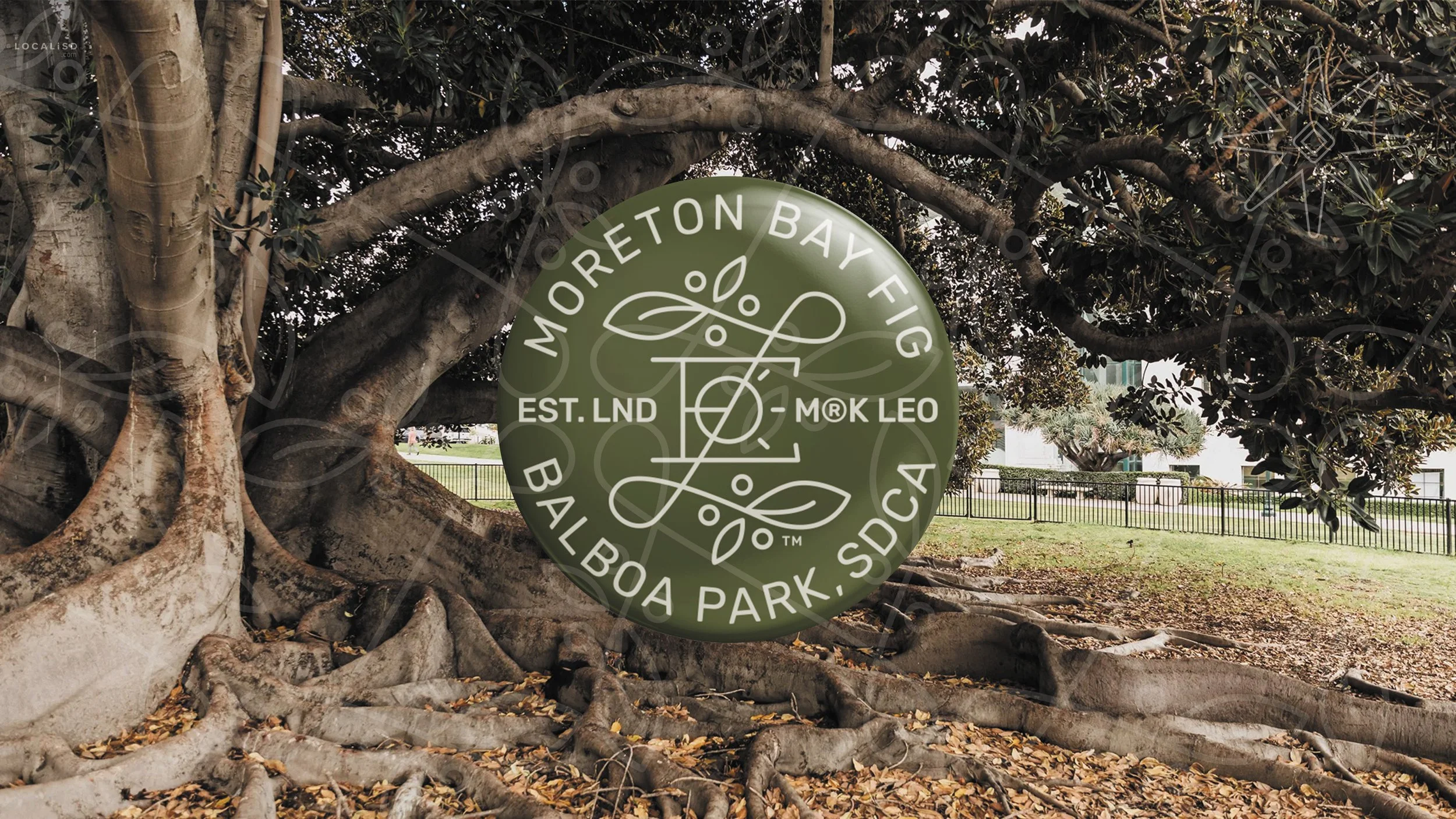 MORETON BAY FIG Balboa Park Amdahl Design 23.jpg