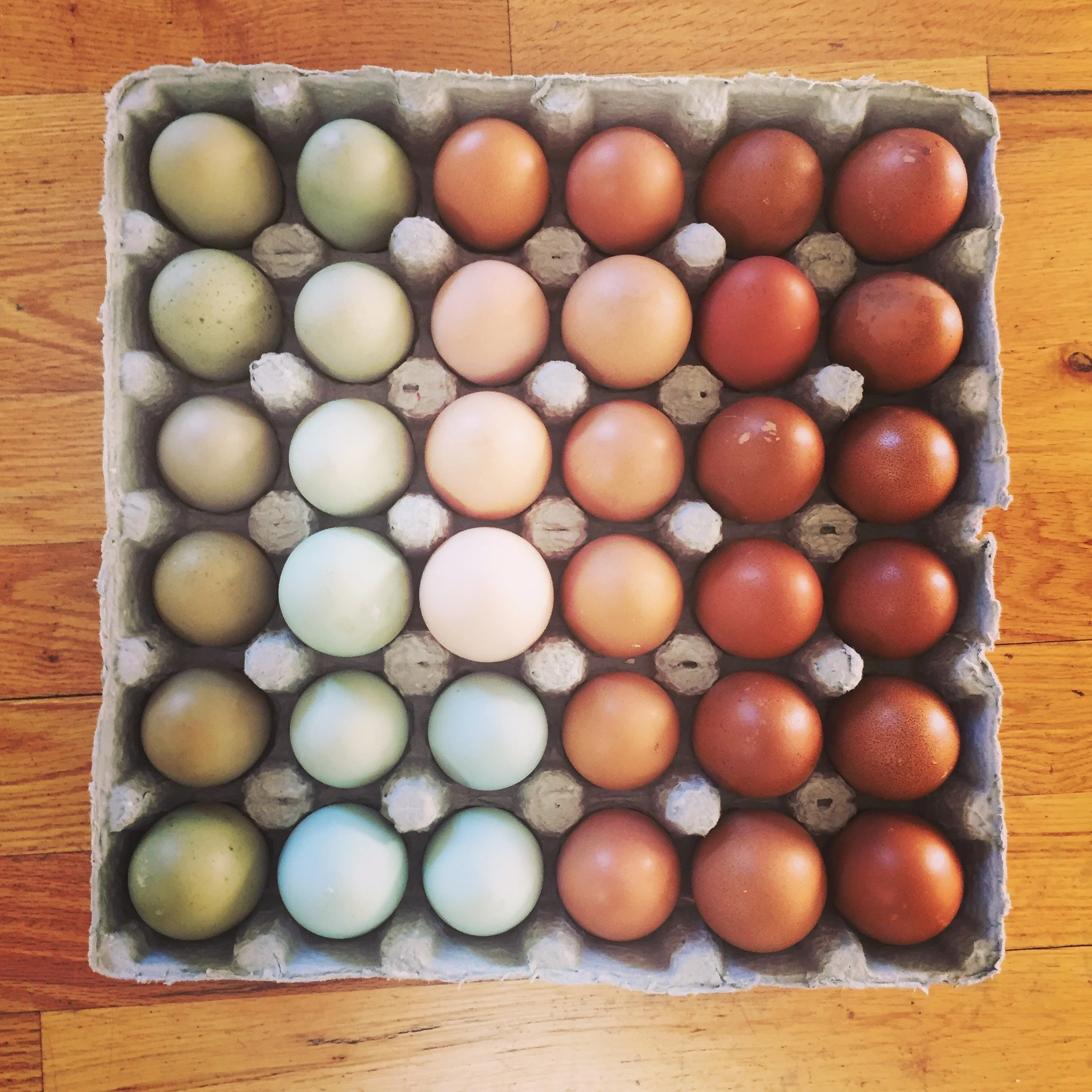 Sweet Mercy Farms Eggs CSA - Monthly