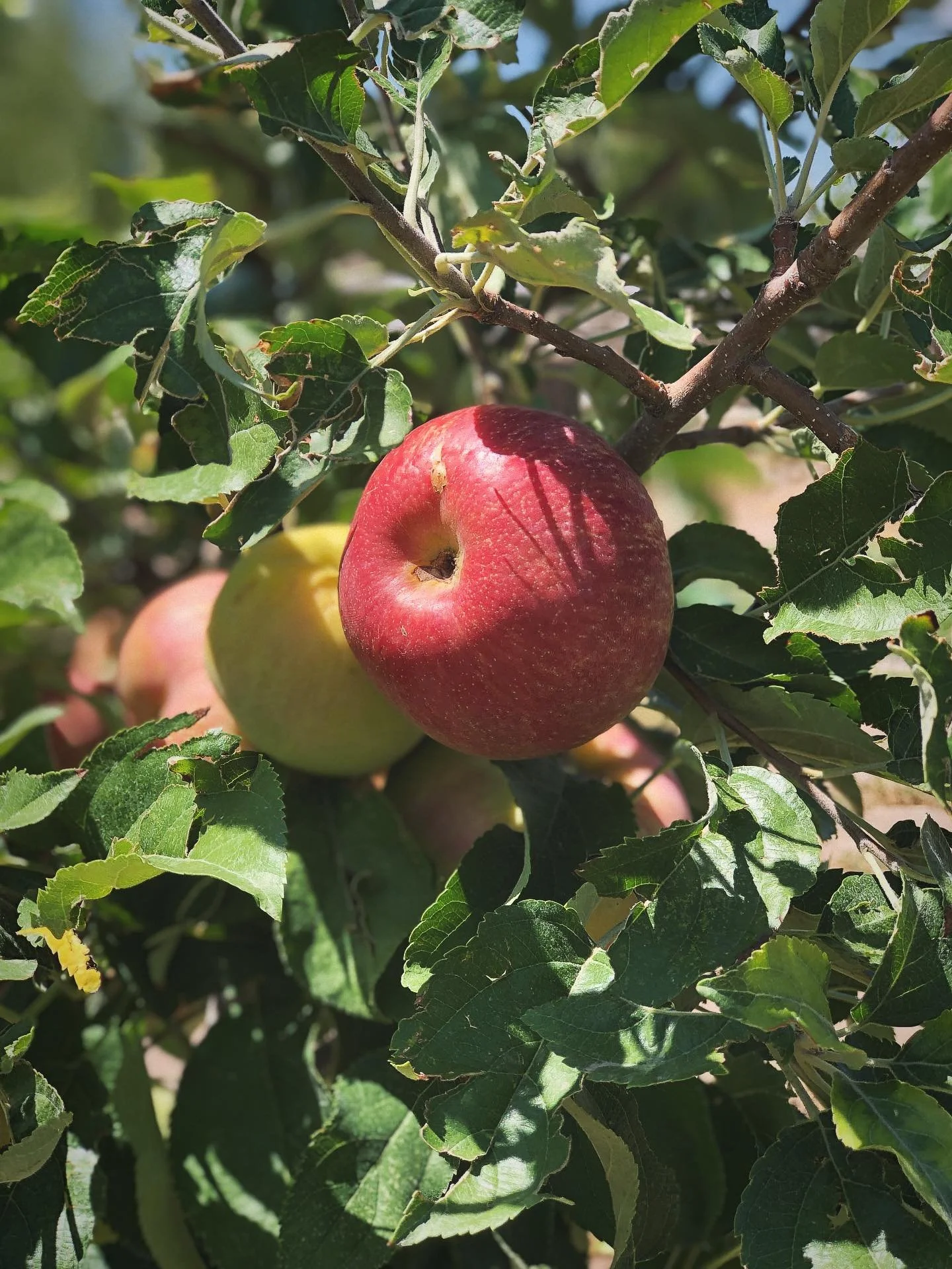 #crisp #clean #flavorful #delish #orchard #apples