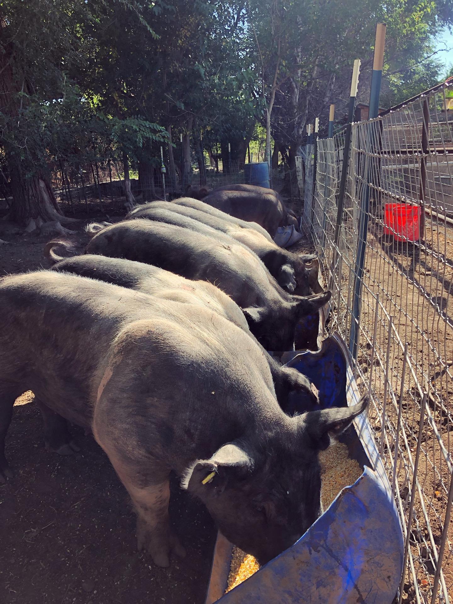 #livinglarge #fatnhappy