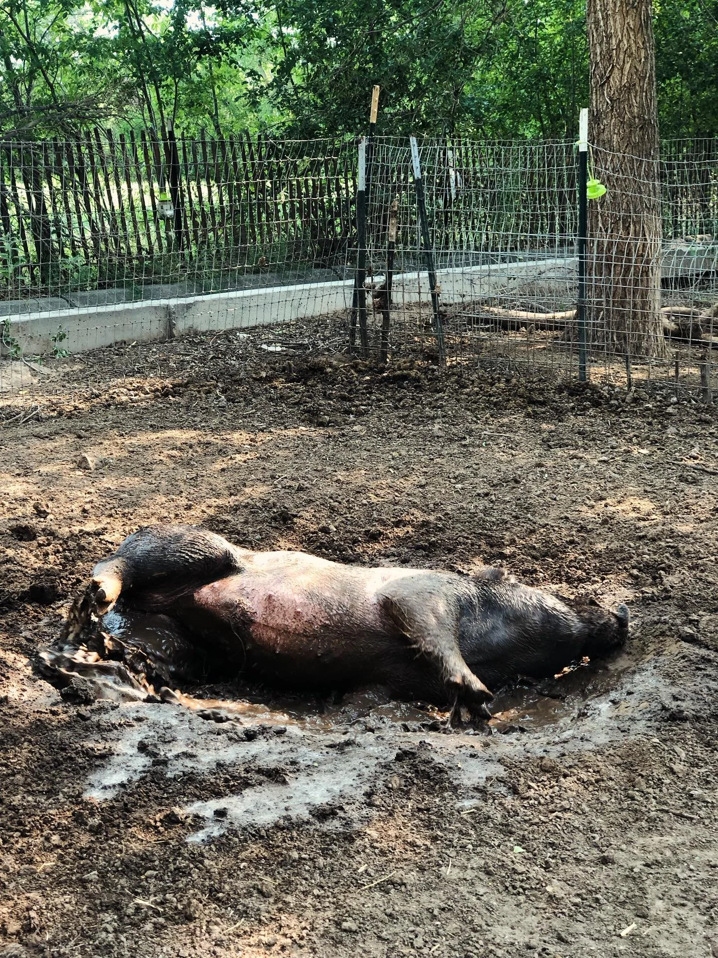 #keepingitcool #pigfarming #pigcool