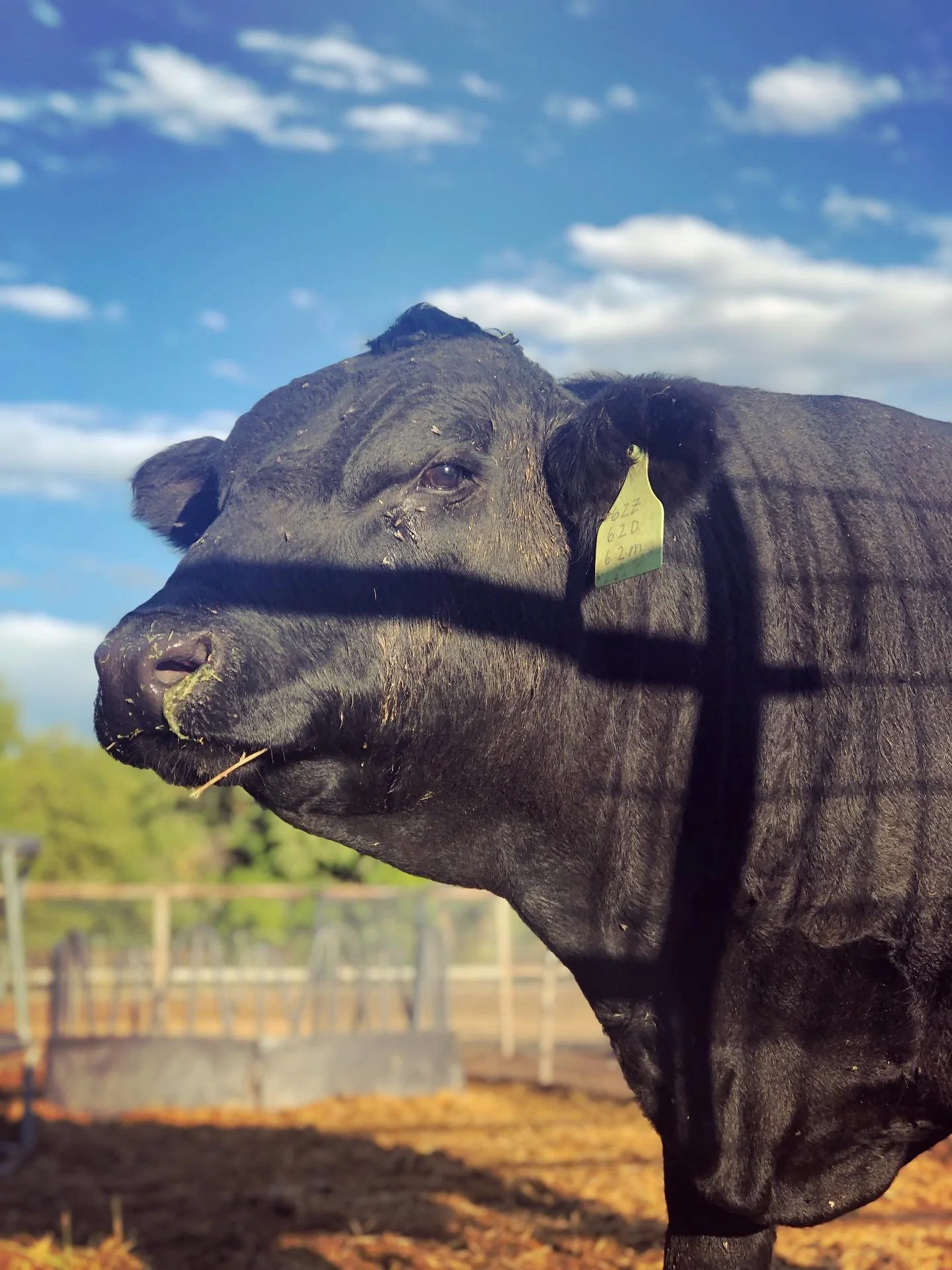 #grassfedgrassfinishedbeef #thegoodstuff