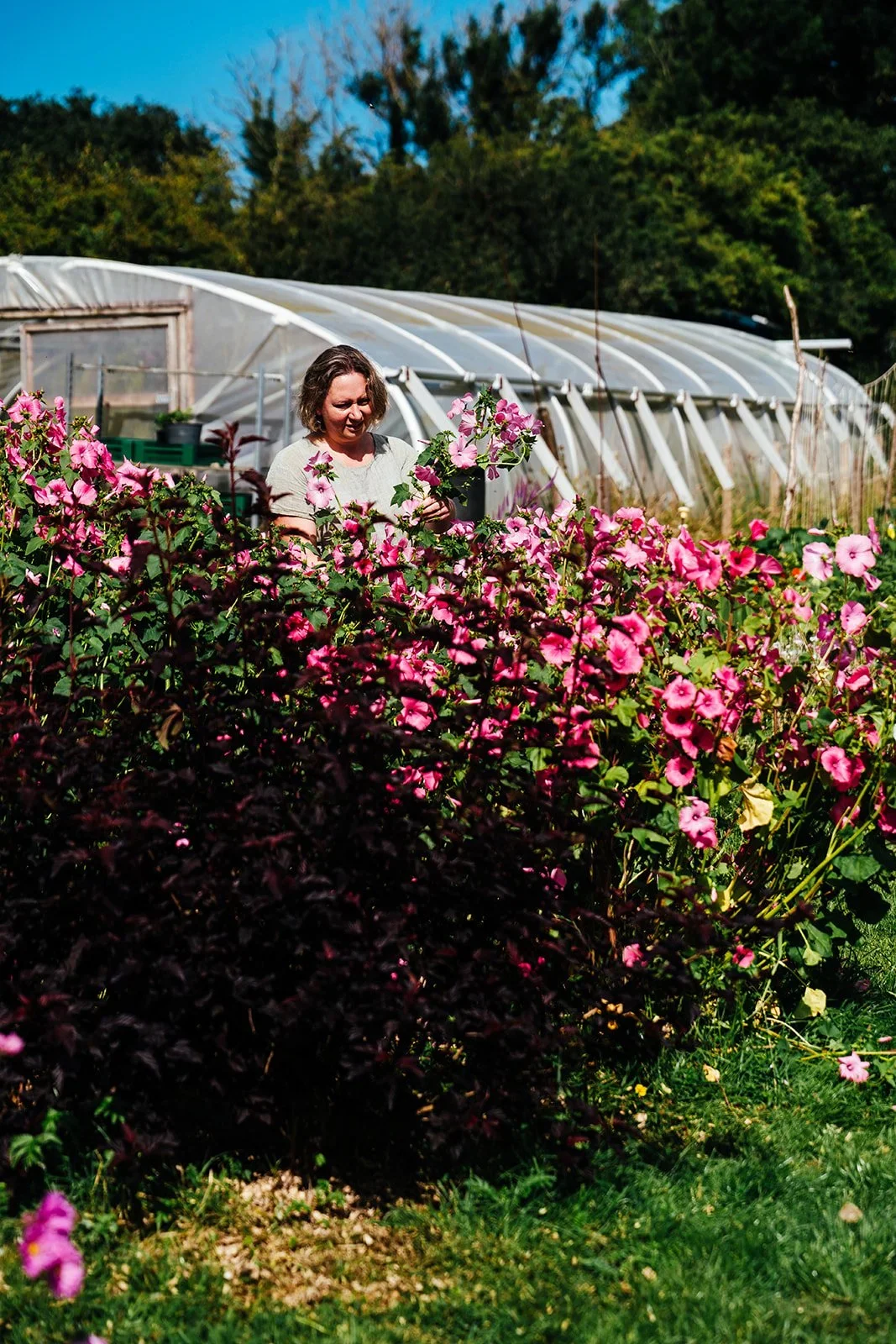 Harriet picking flowers in front of a pollytunnel