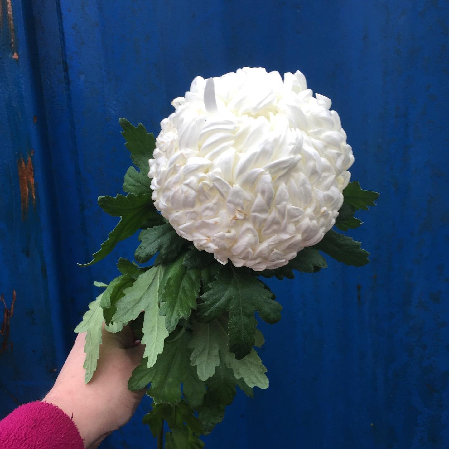 Chemicals and flowers: why I choose to only use British grown cut flowers