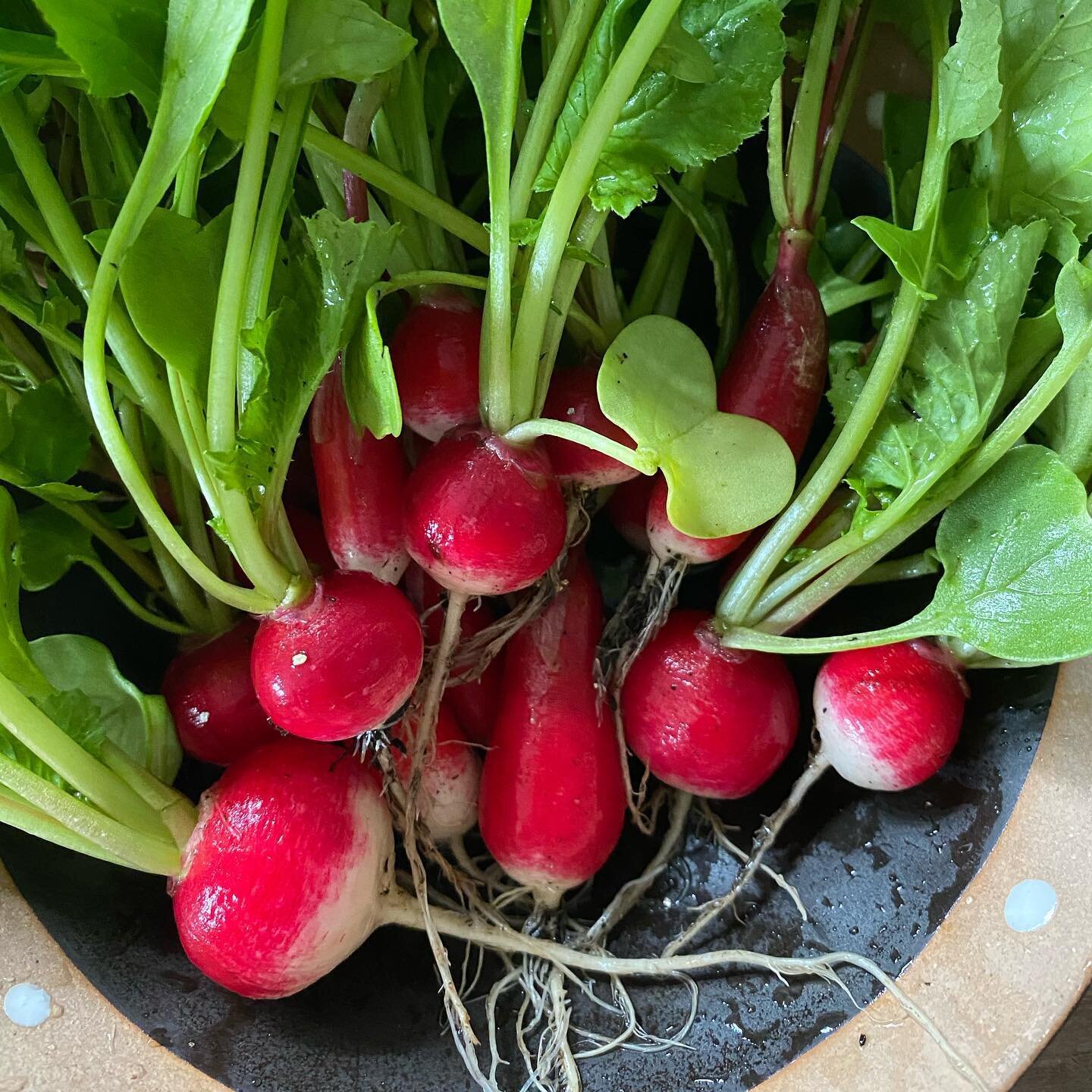 British Food Standards (and Radishes)