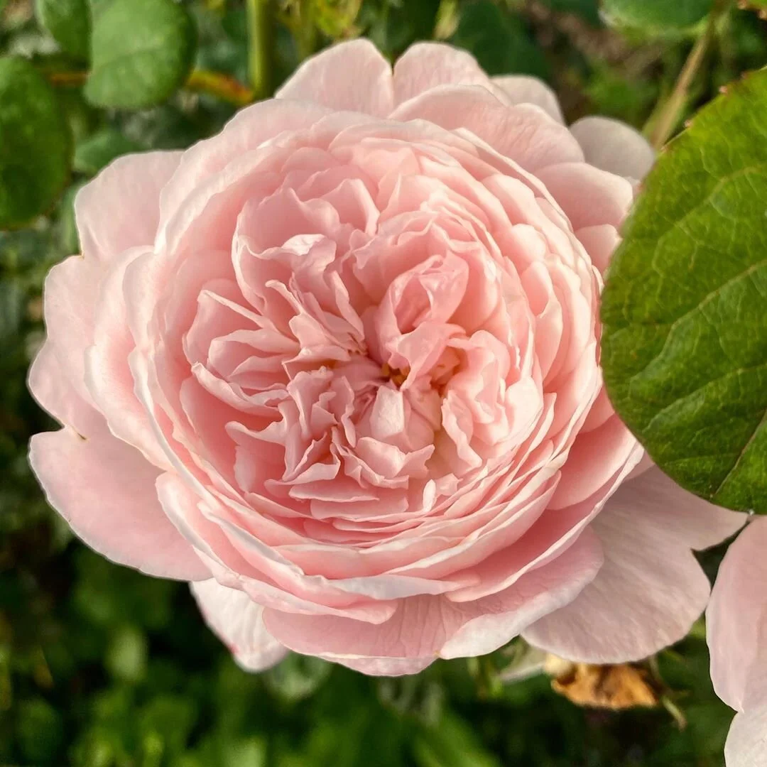 Chasing the August Sun — Cumberland Flower Farm