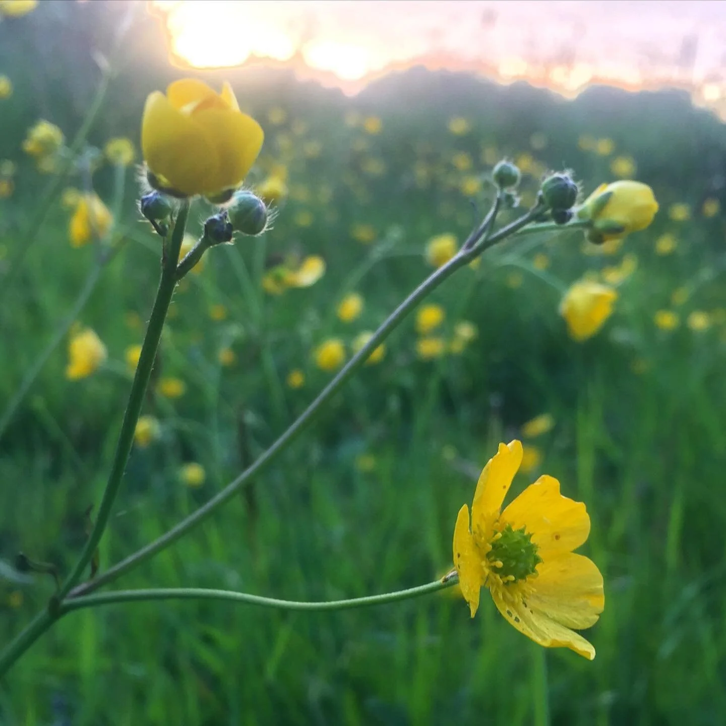 Eco Weed Suppressant