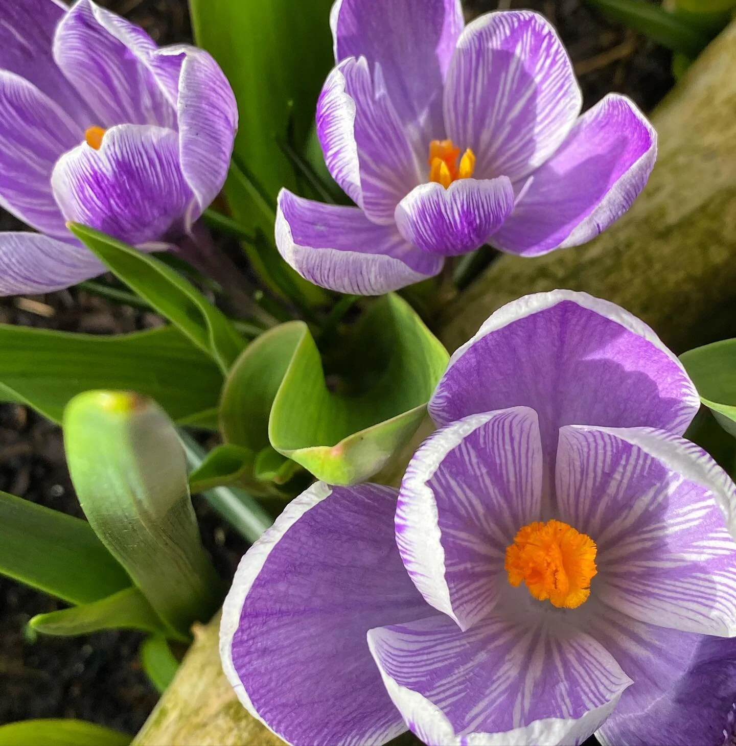 Spring Has Sprung!