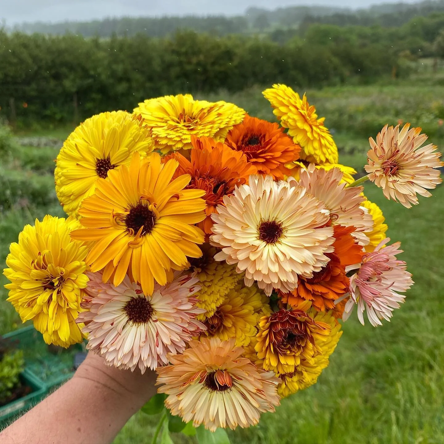 Marvellous Marigolds