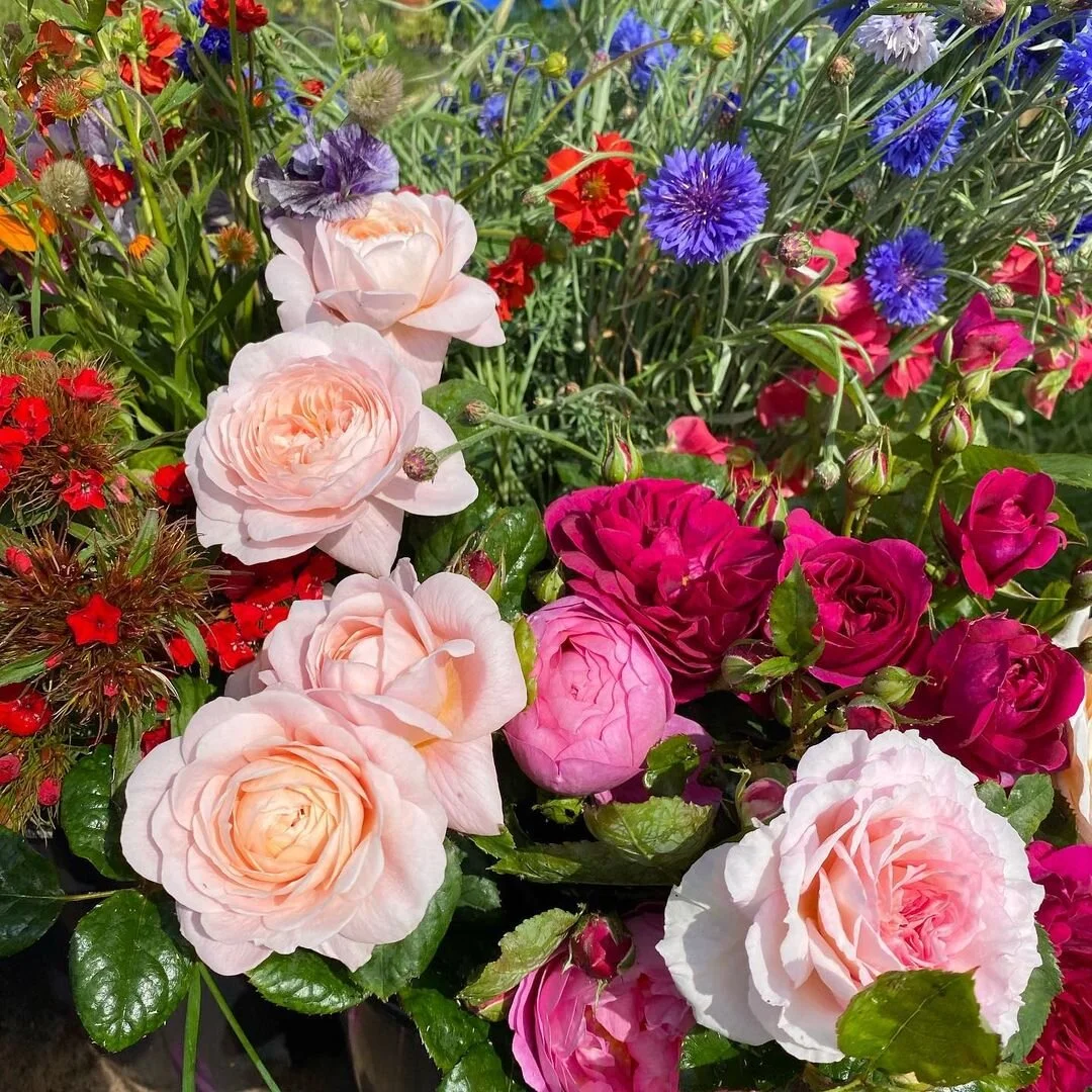 Summer Flowers