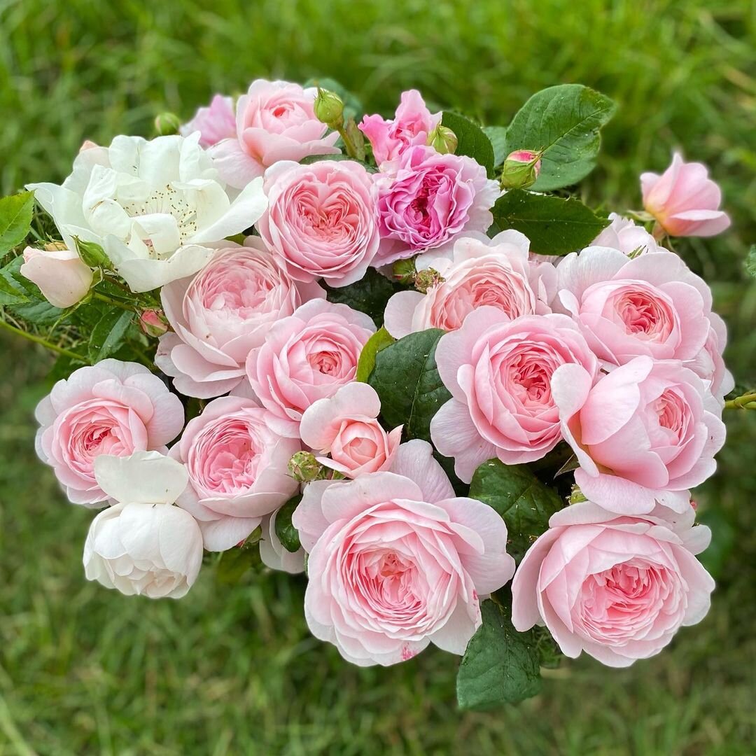 Cumbrian Roses