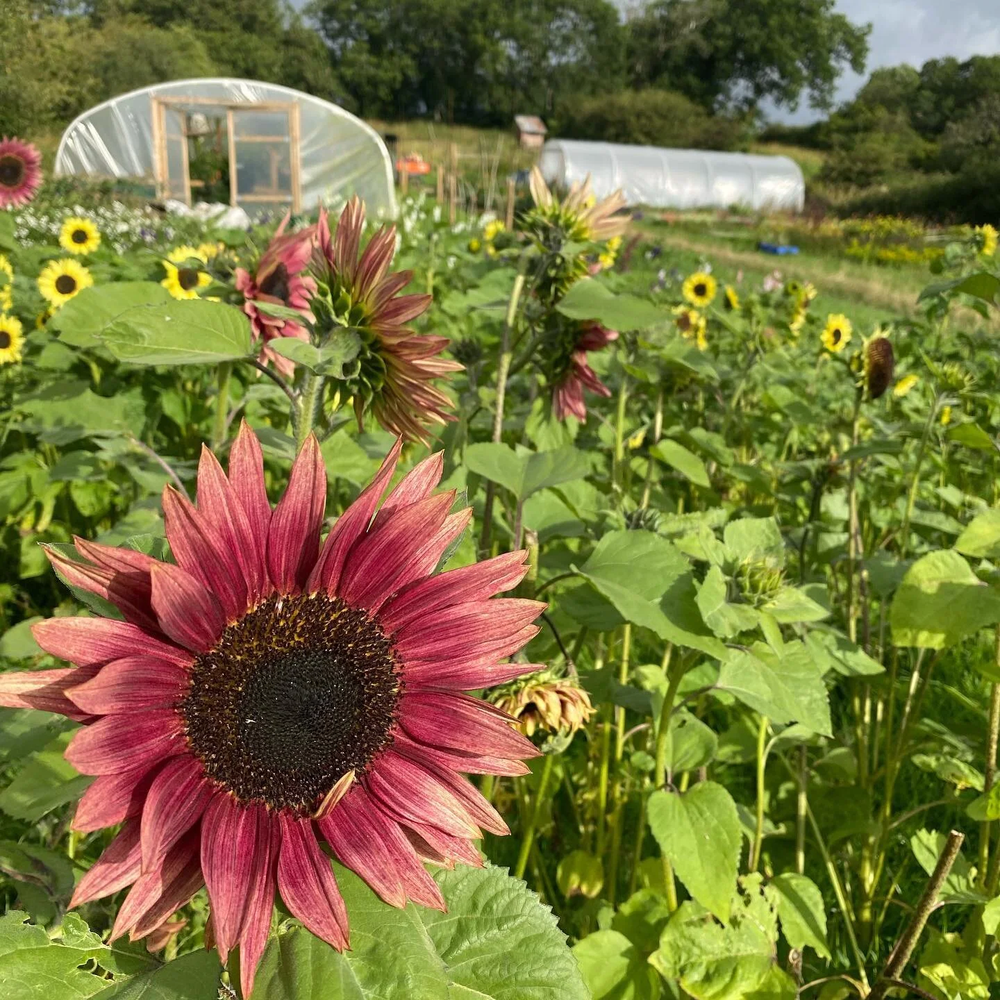 Our Second Field Anniversary