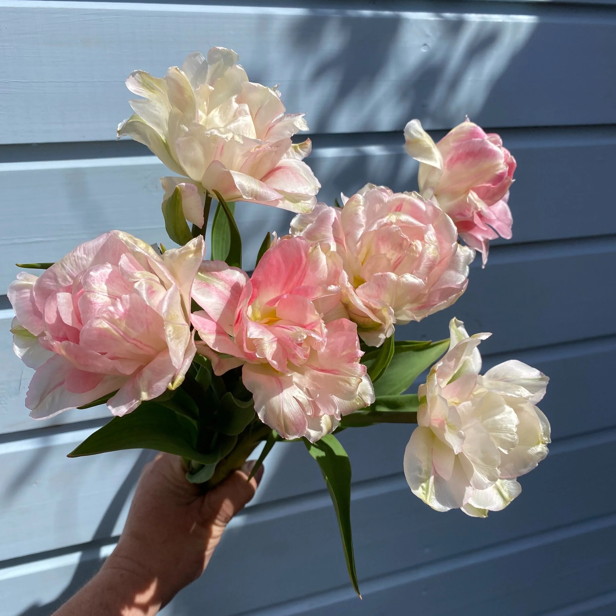 Peach+Blossom+2.jpg