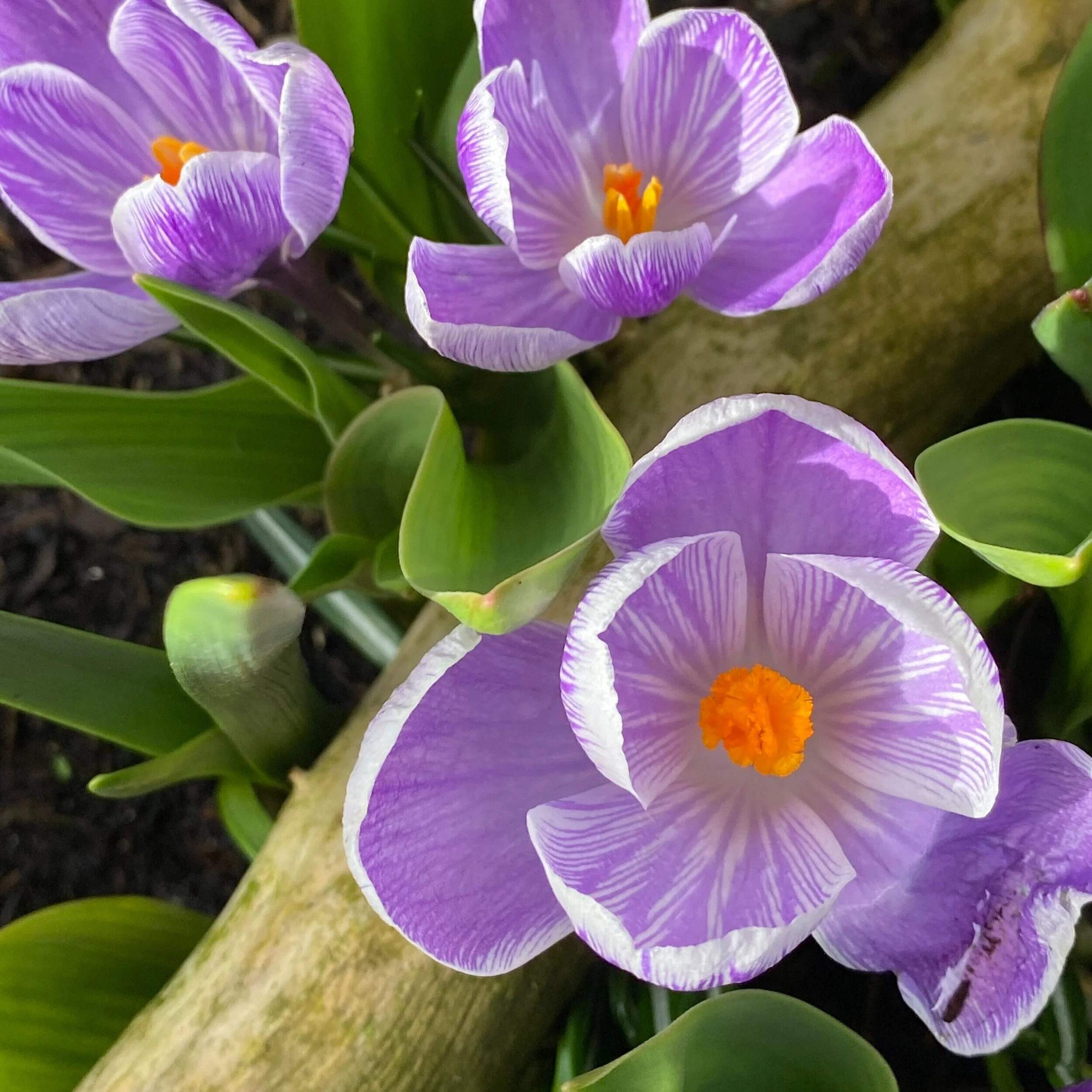 Crocus+pic+.jpg