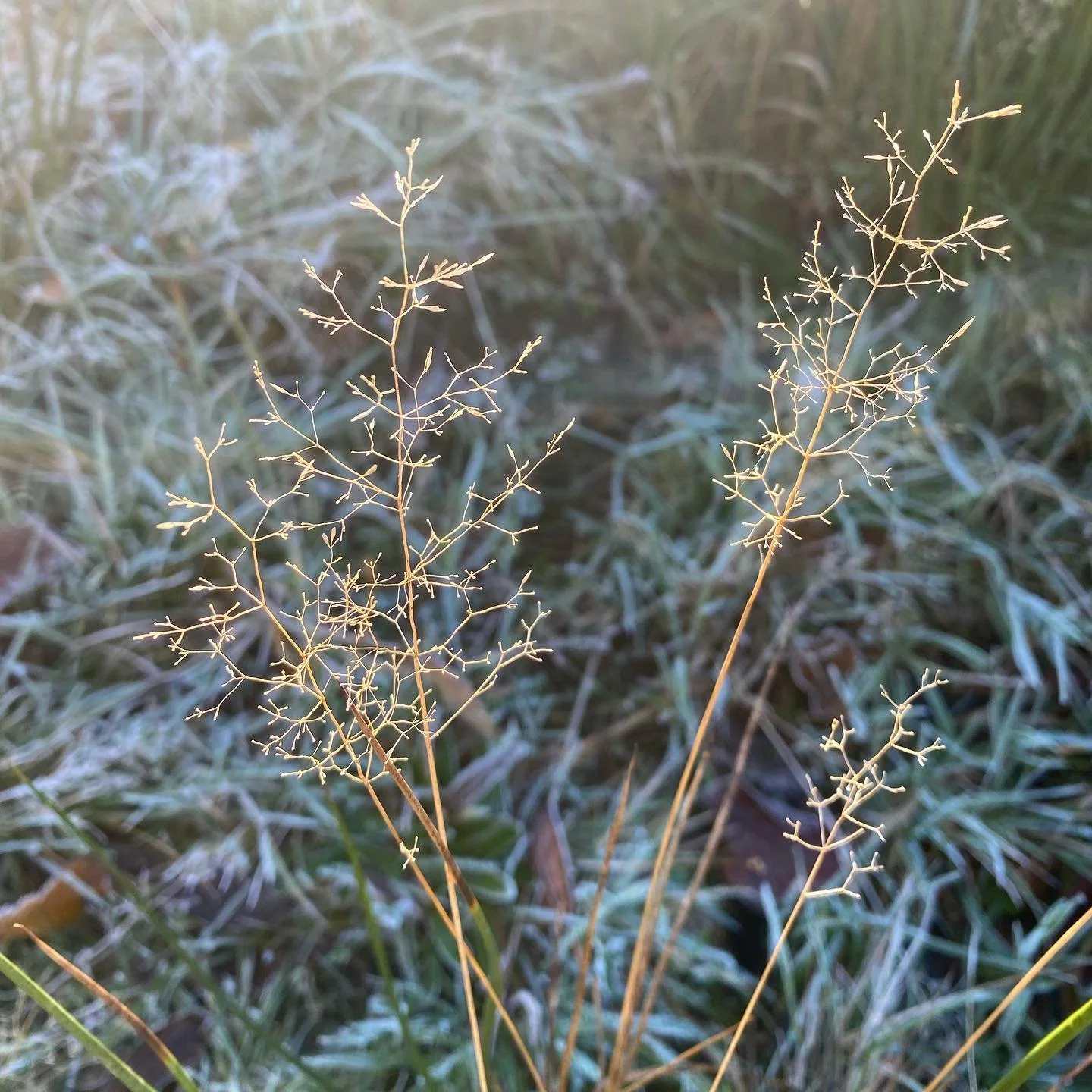 Hello winter