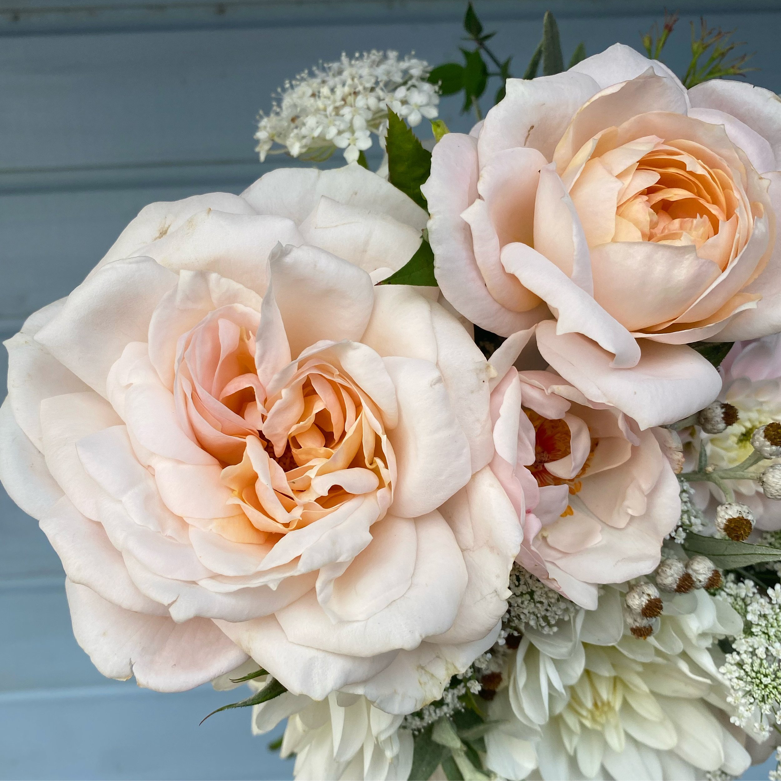 Roses.JPG