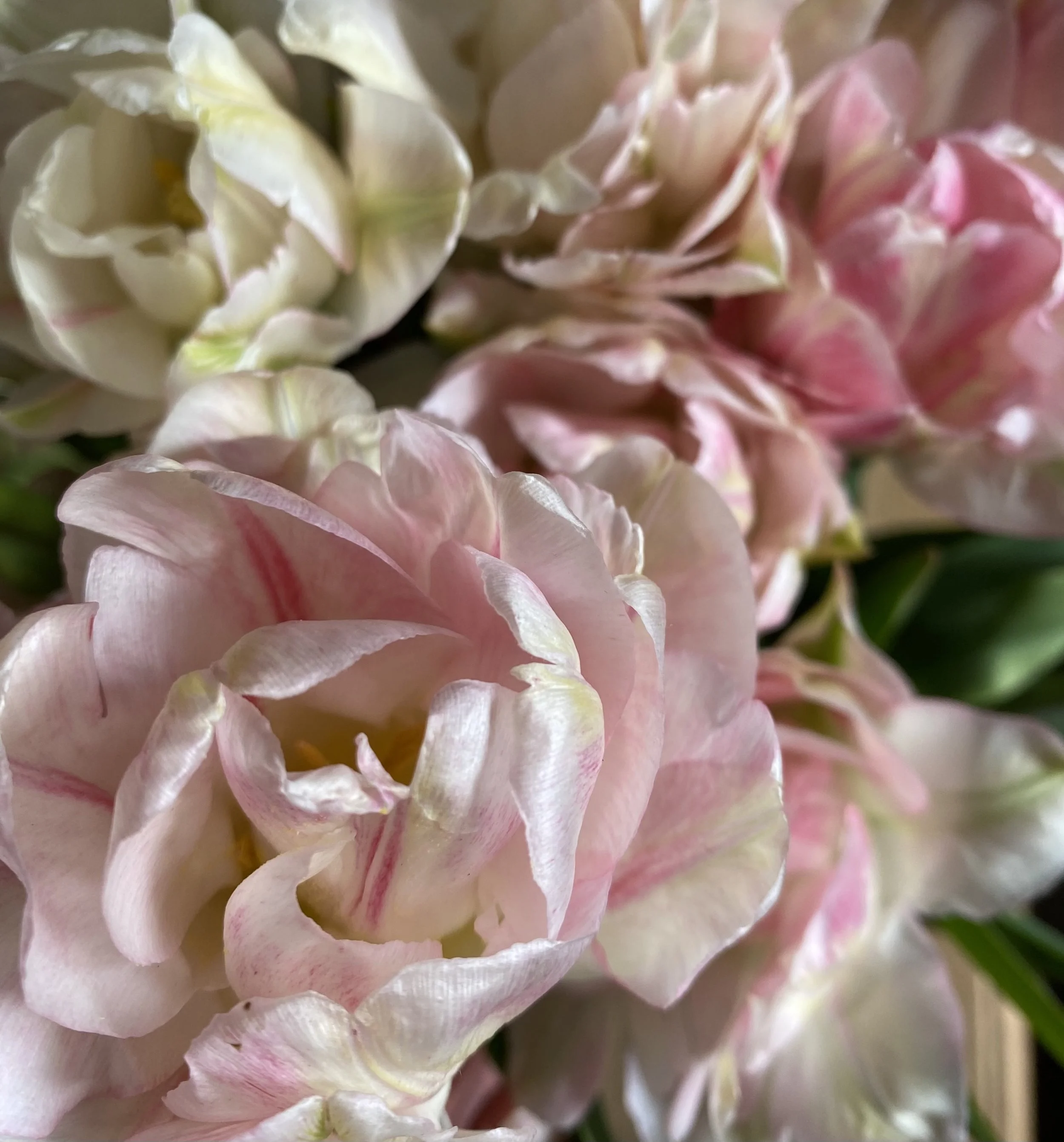 Peach Blossom pic.jpg