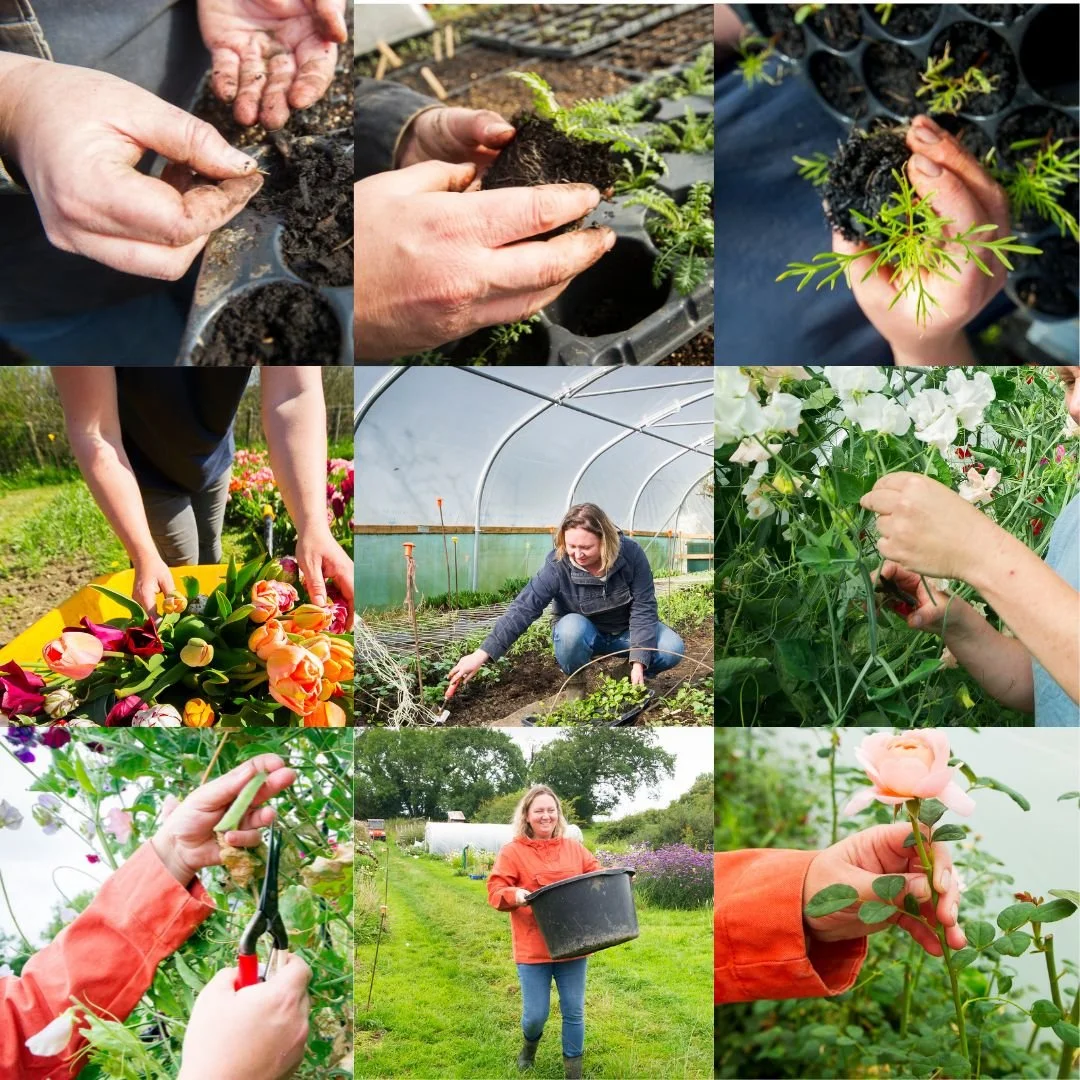 Many hands make light work... thoughts about volunteer labour on the flower field. 
