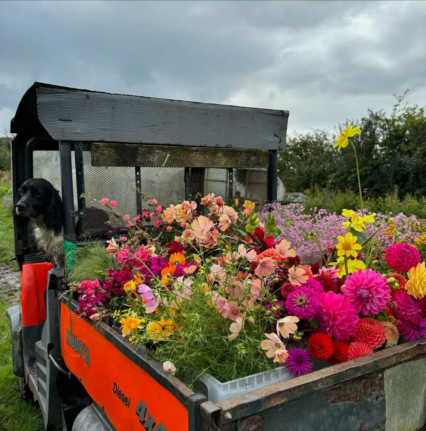 Lessons learnt Running a Flower farm