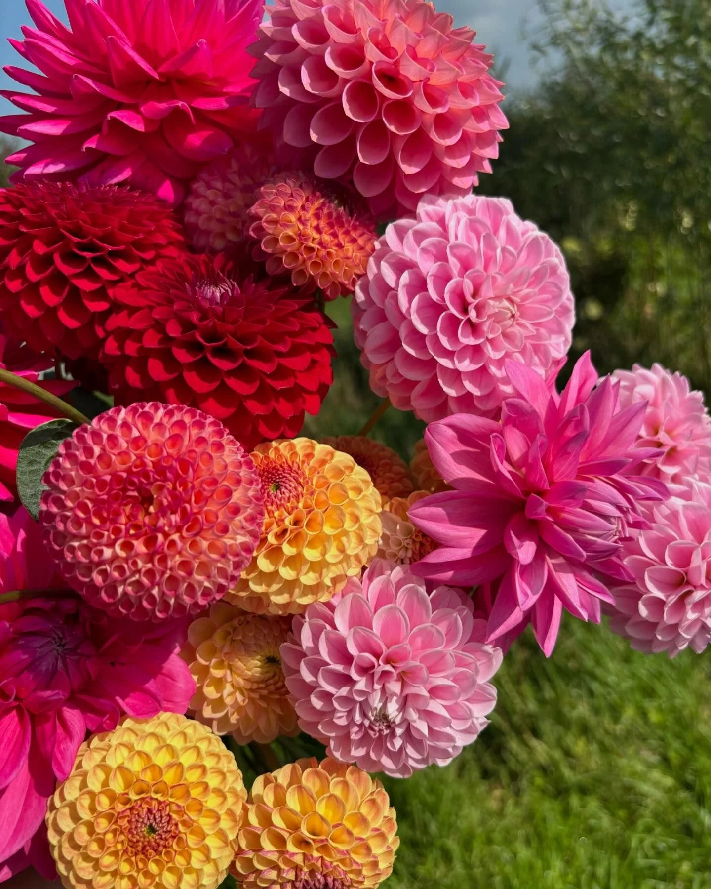 Deadheading our Dahlias