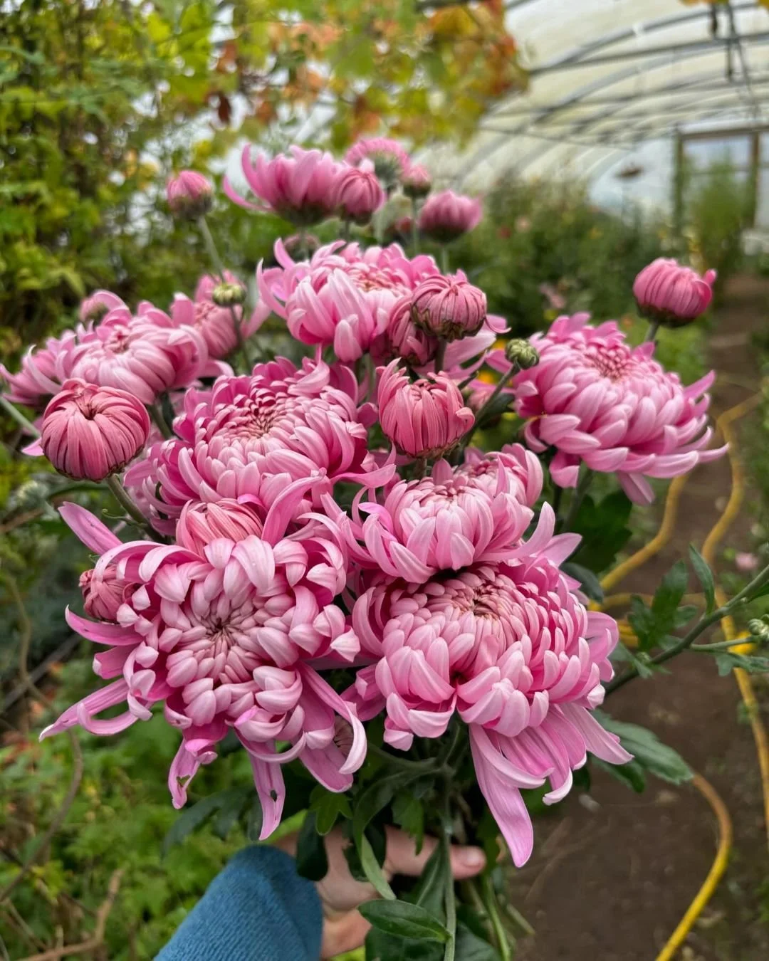 Chrysanthemums