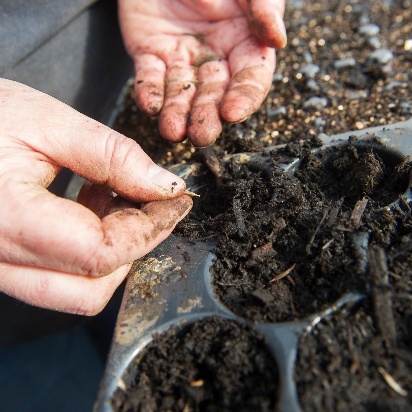 February Seed Sowing