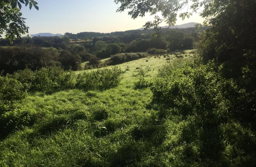 field old 1.jpg