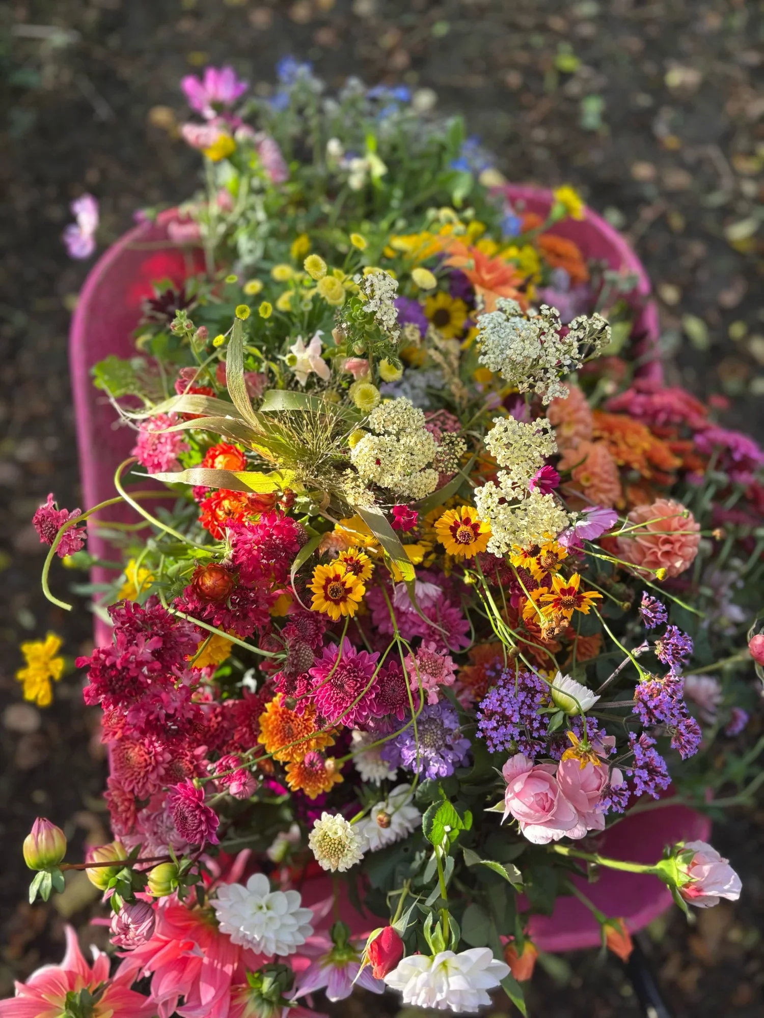 Bunch of colourful flowers