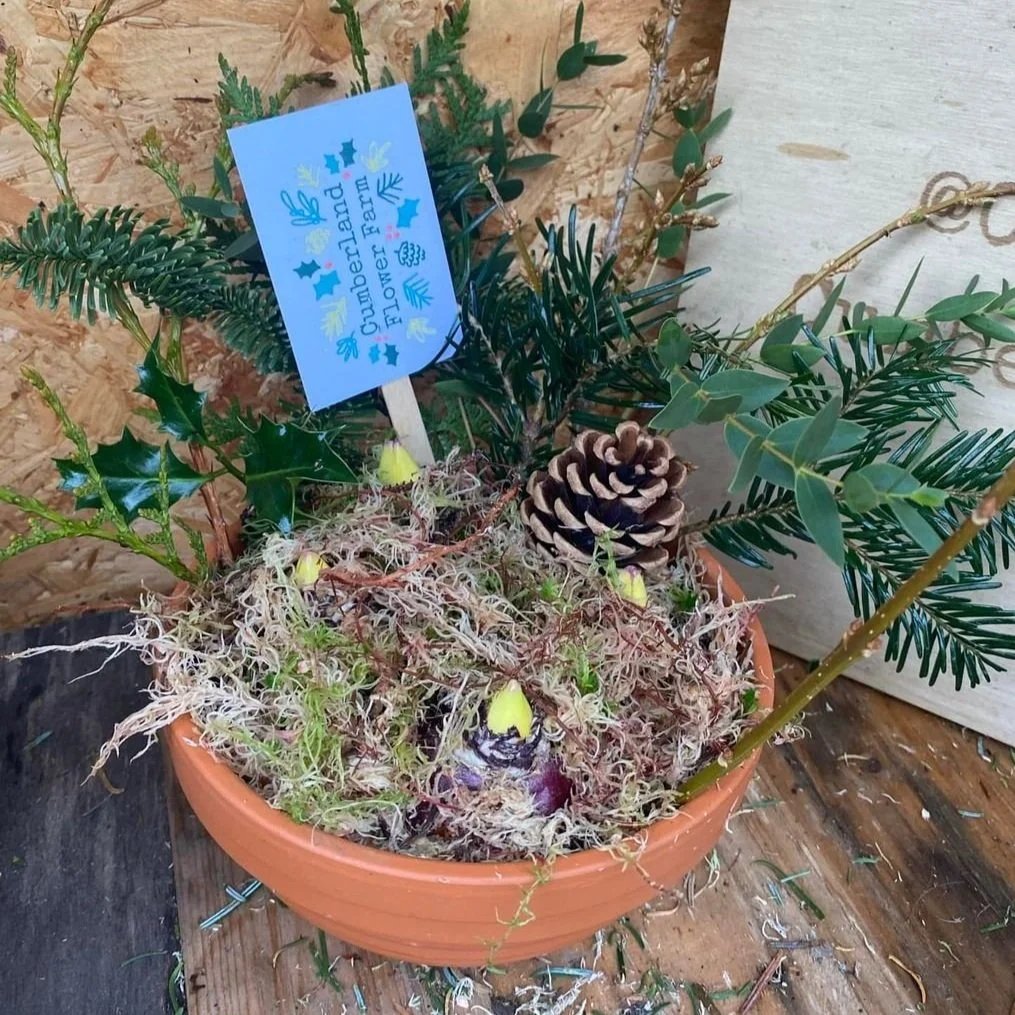 Bulb Pots now in the shop — Cumberland Flower Farm