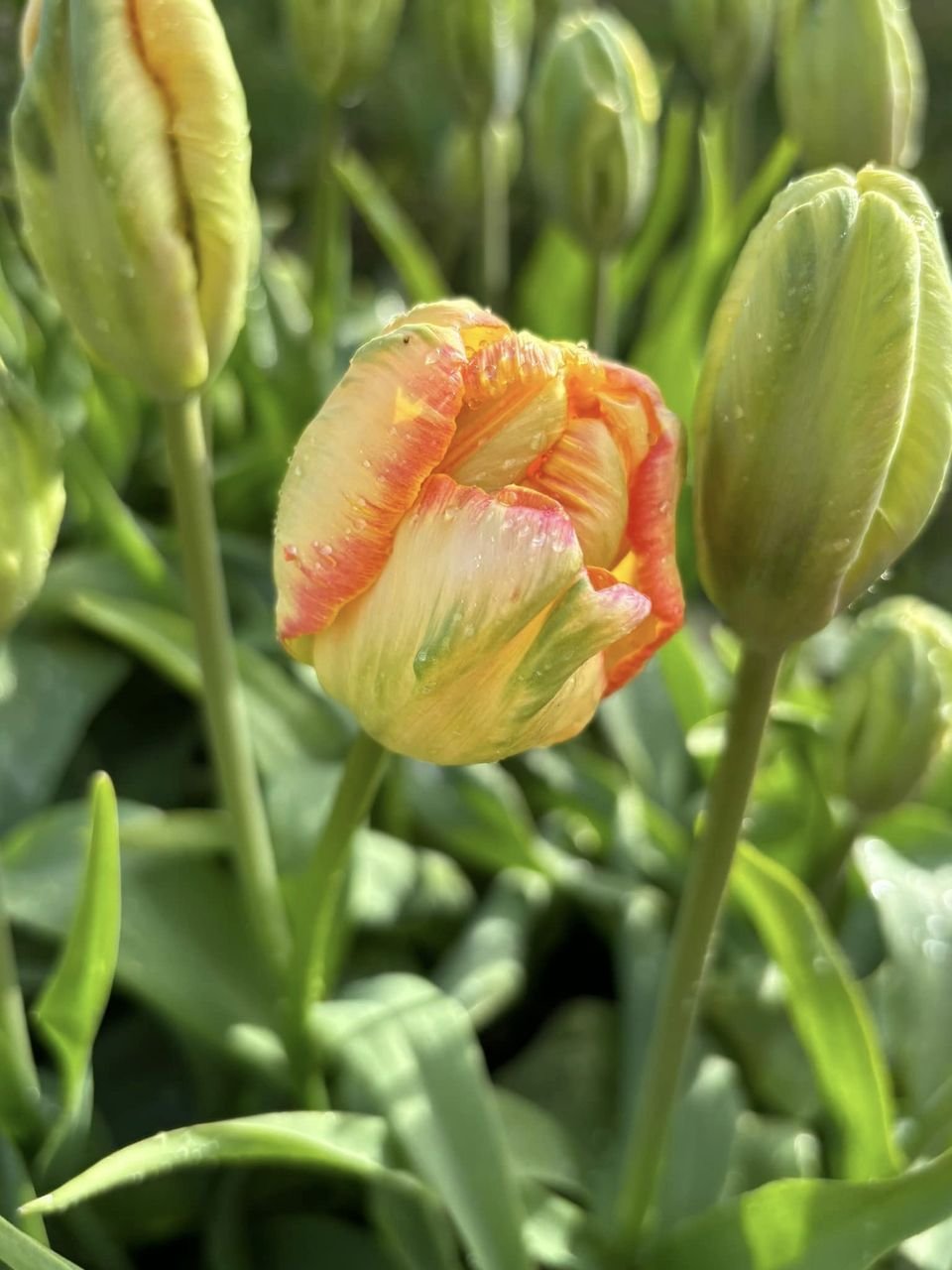 Tulips Tulips Tulips! — Cumberland Flower Farm