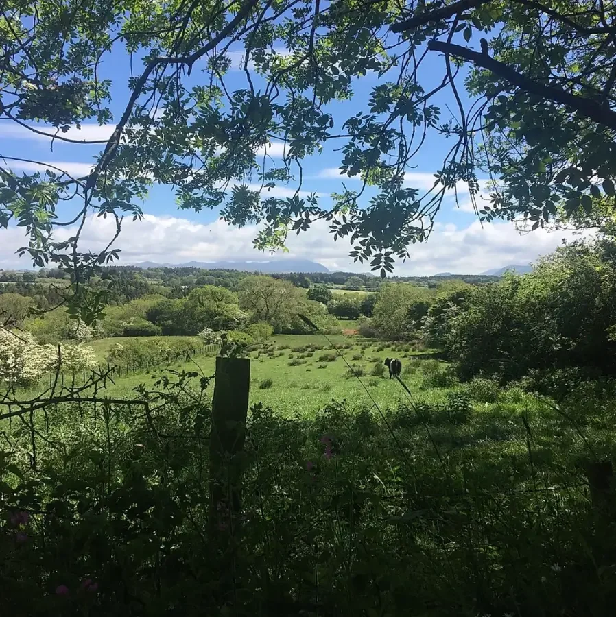 The field before it was a flower farm, in summer