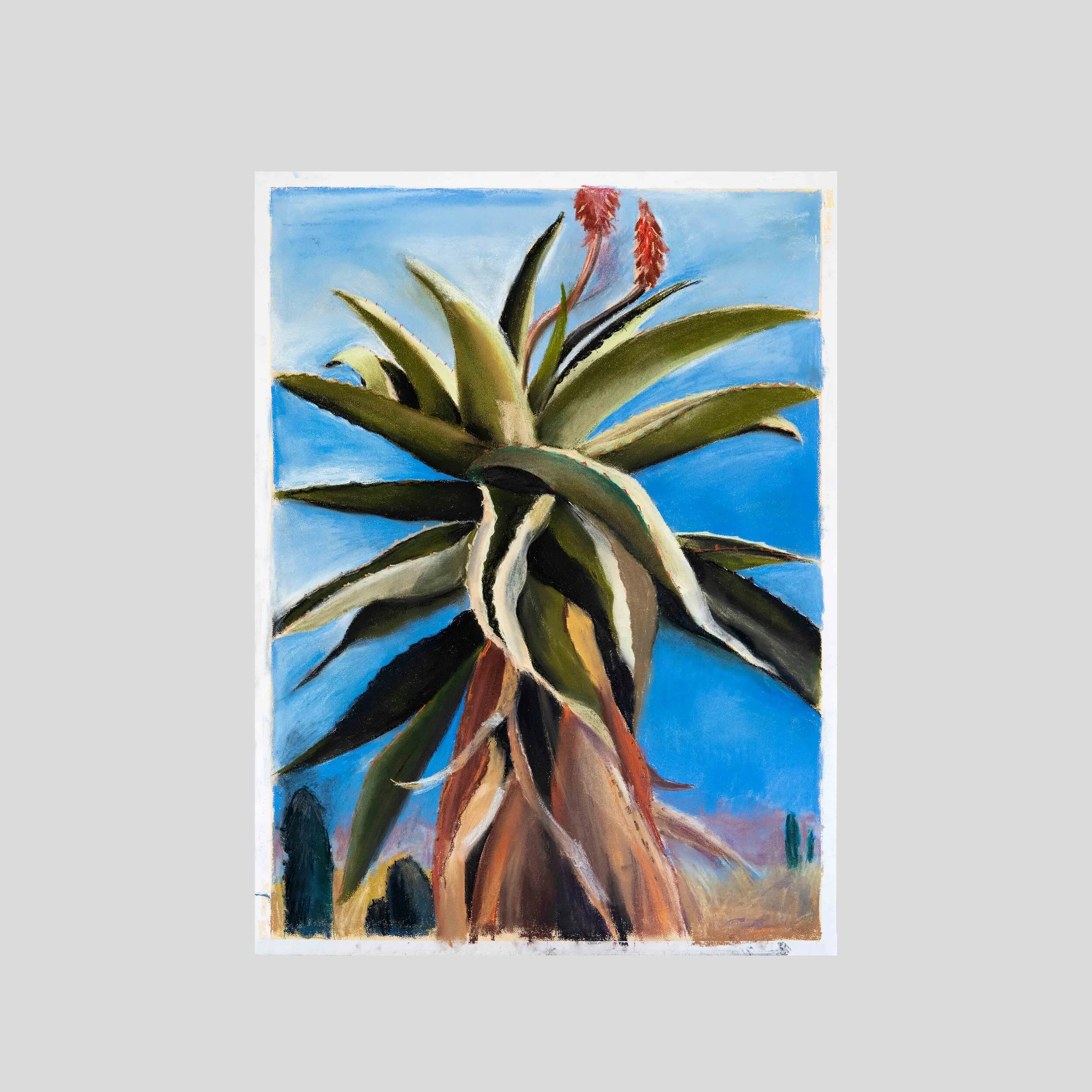 Yucca, pastel
