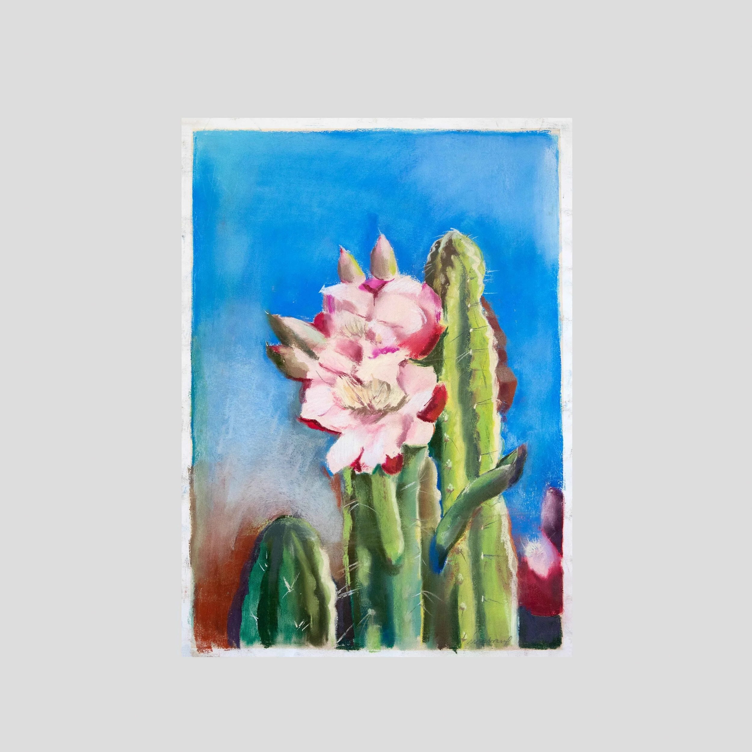 Cactus Flower, pastel