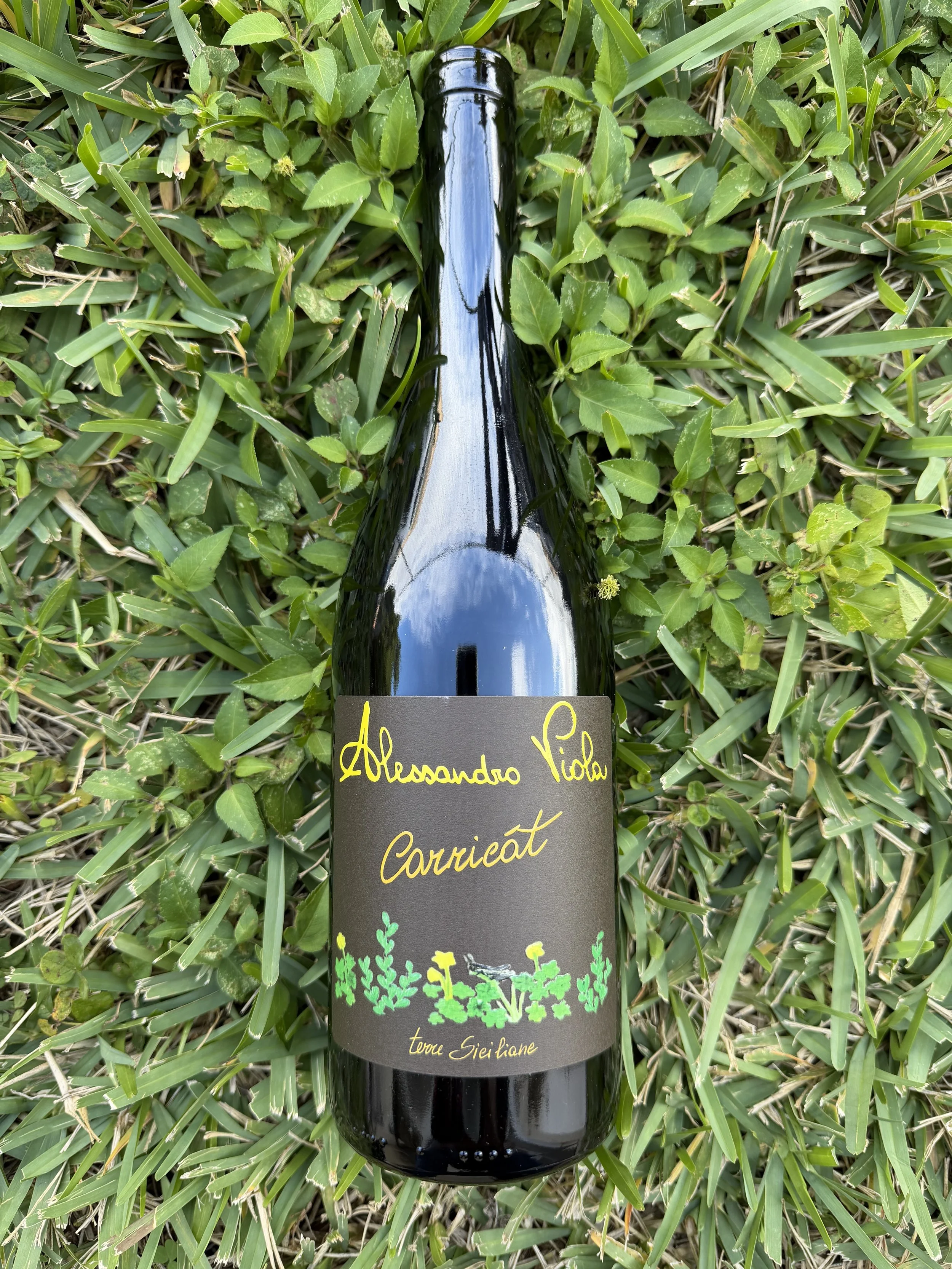 Alessandro Viola - Carricat 2024