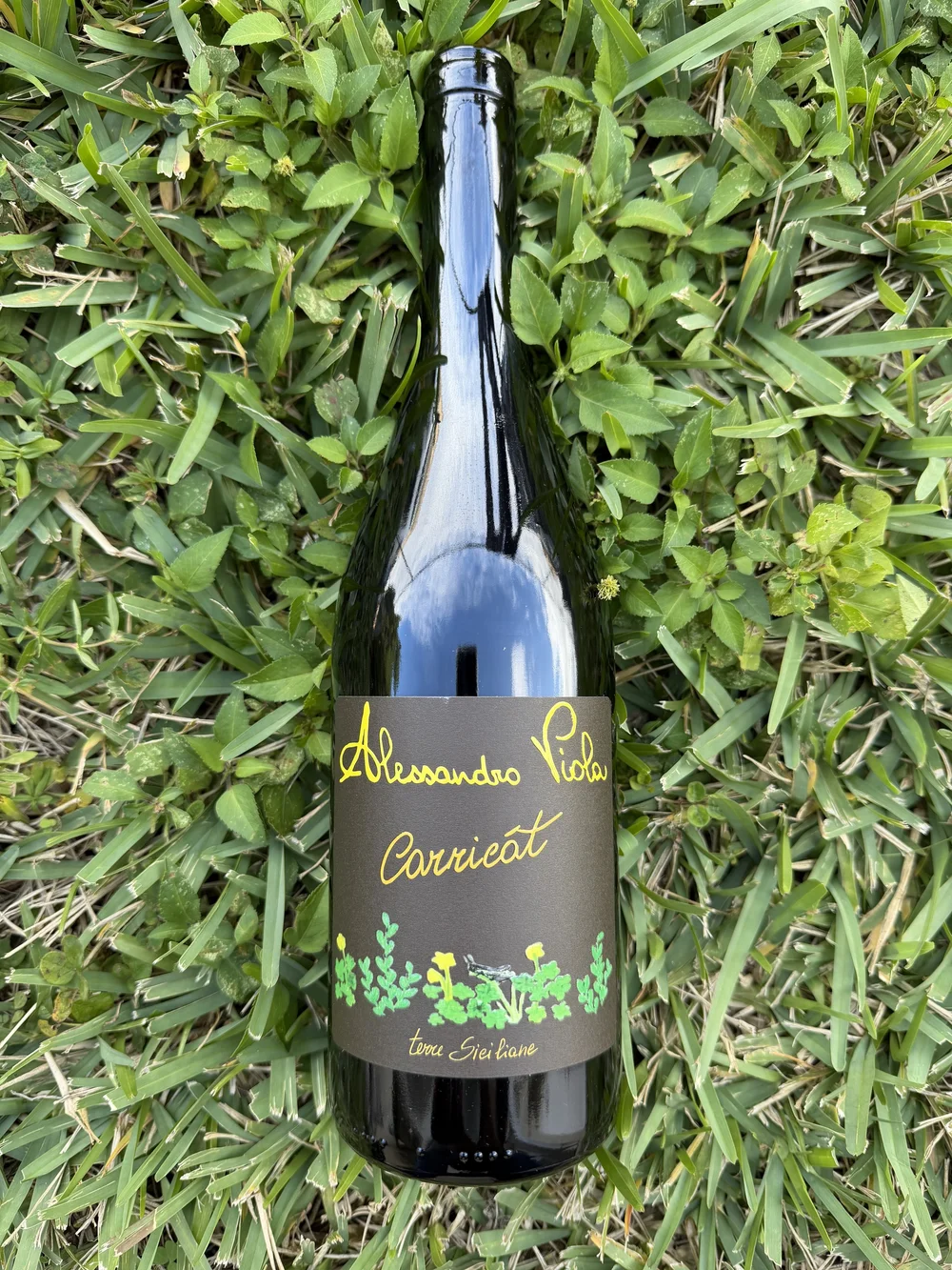 Alessandro Viola - Carricat 2024 — Primitive Selections - Natural